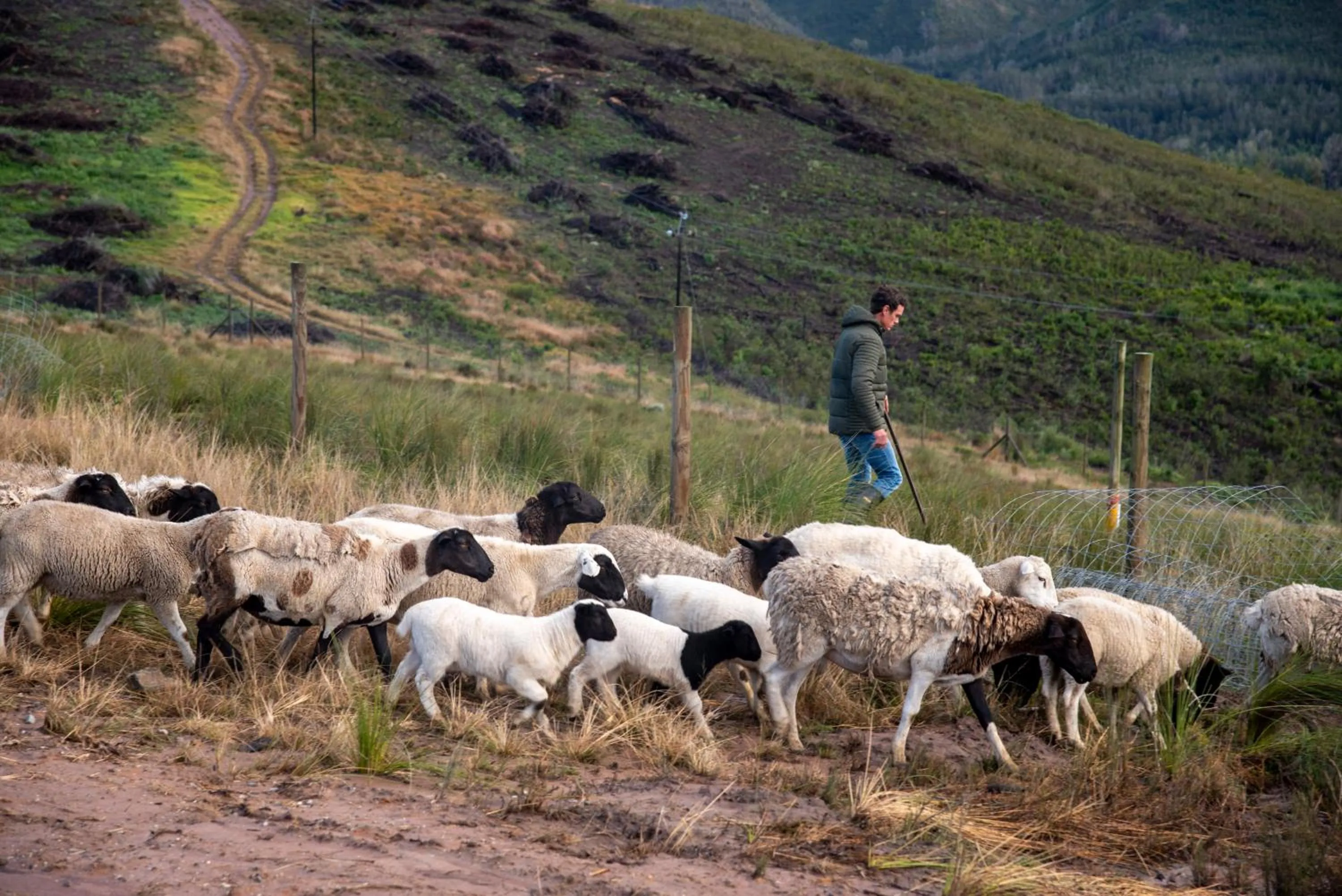 Animals in Hudson Manor - Entabeni, Knysna