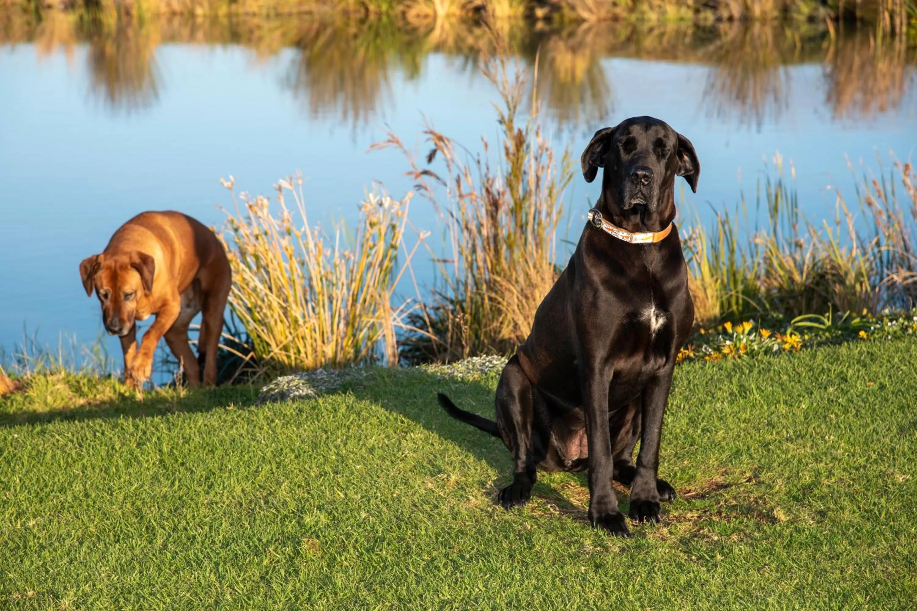 Hudson Manor - Entabeni, Knysna