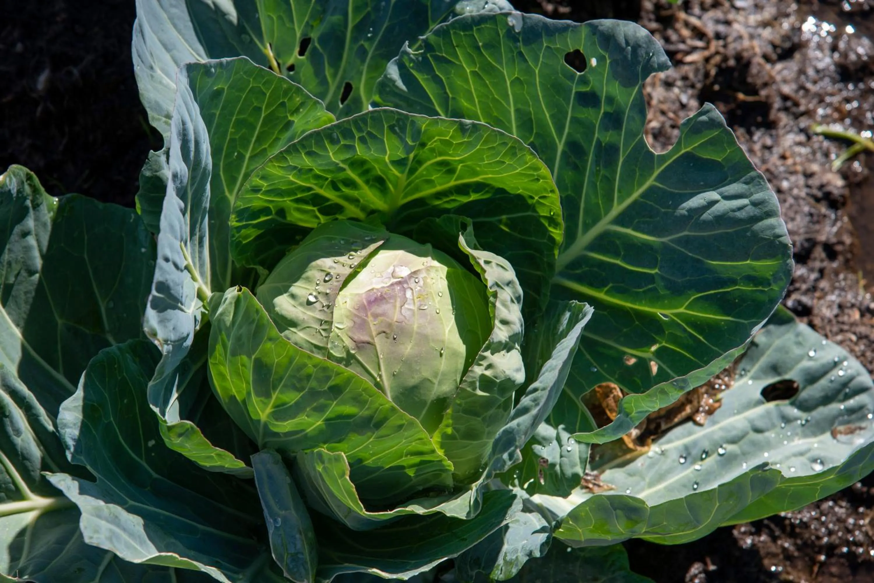 Food in Hudson Manor - Entabeni, Knysna