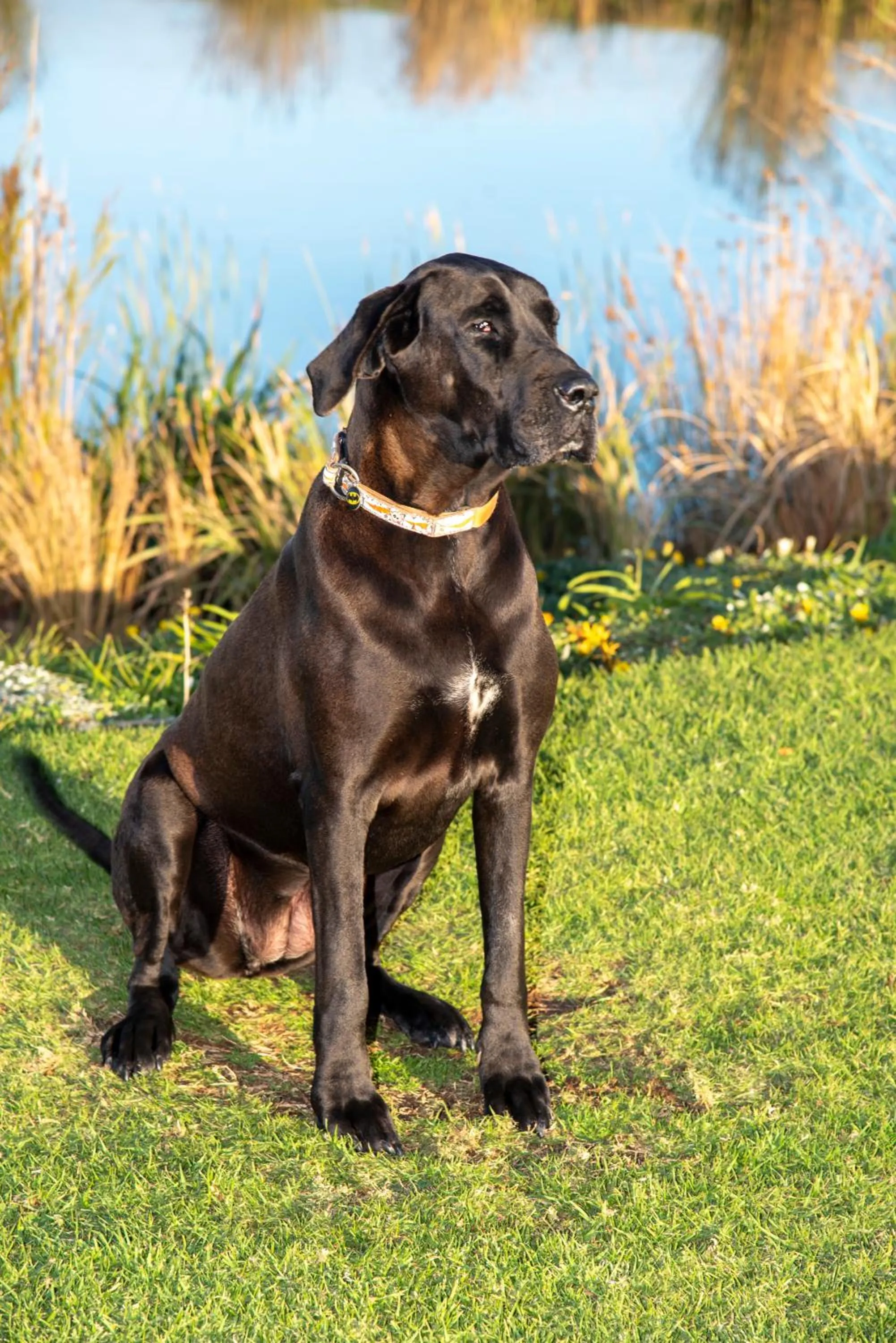 Pets in Hudson Manor - Entabeni, Knysna