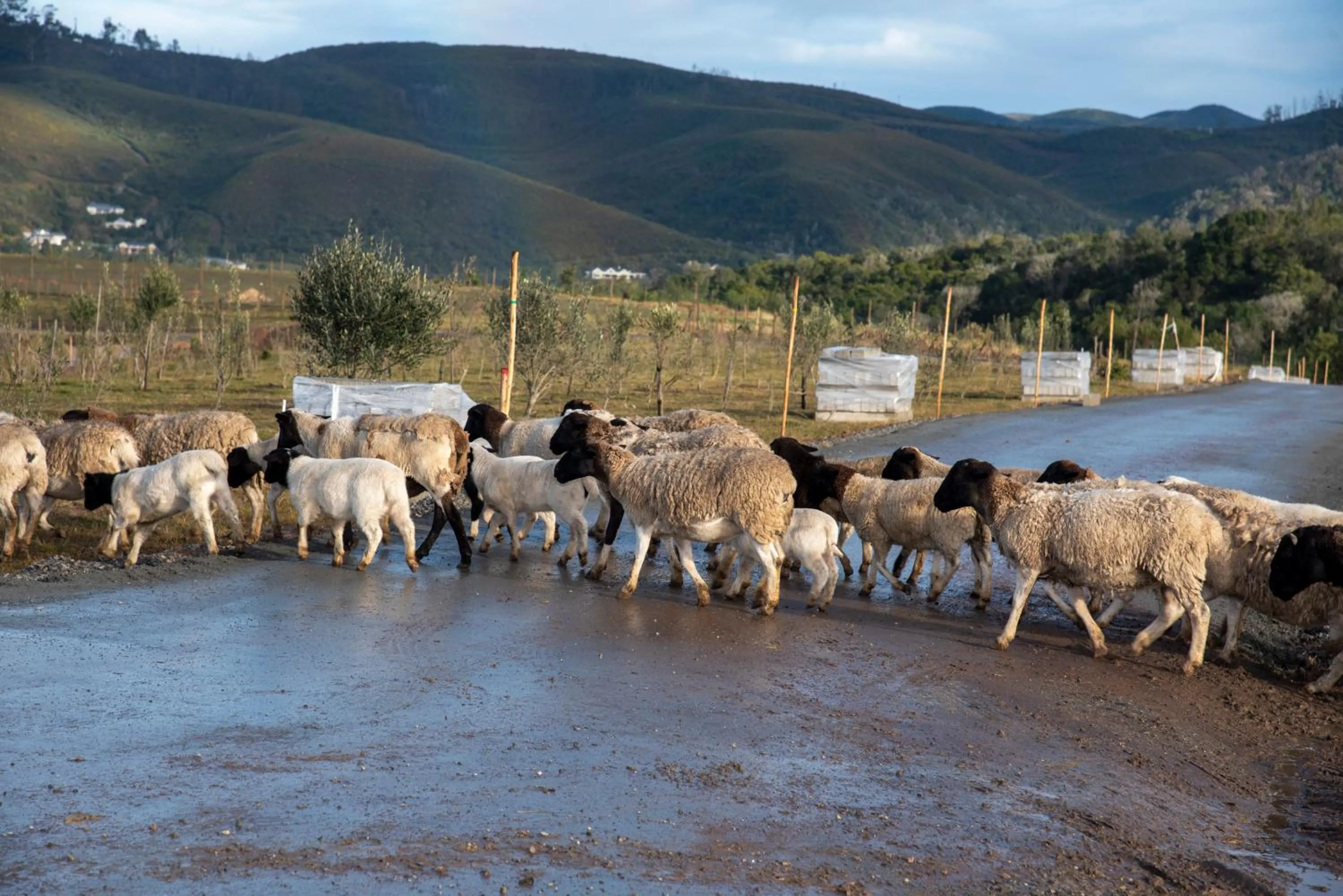 Animals in Hudson Manor - Entabeni, Knysna