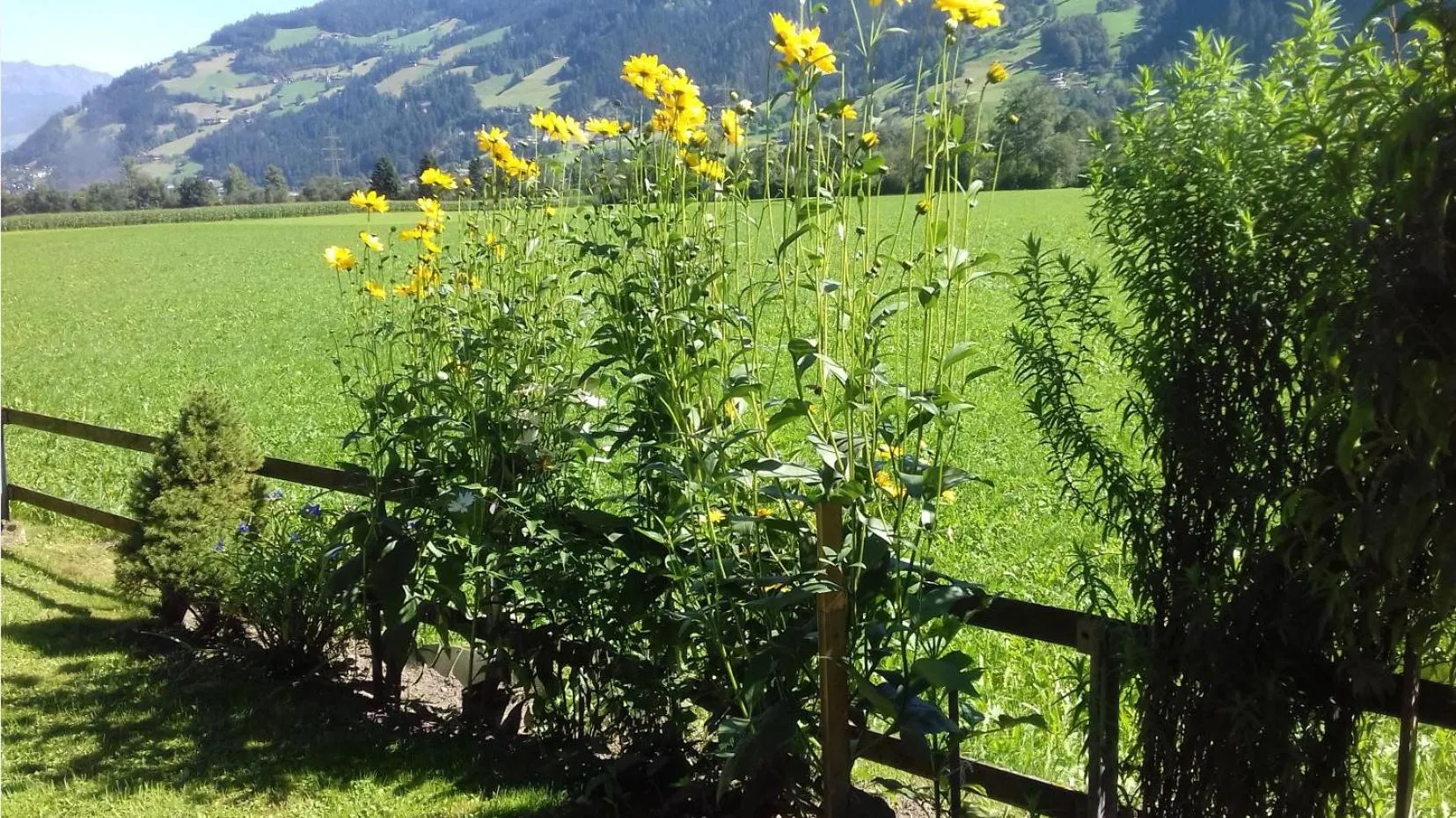 Garden view in Haus Kreidl