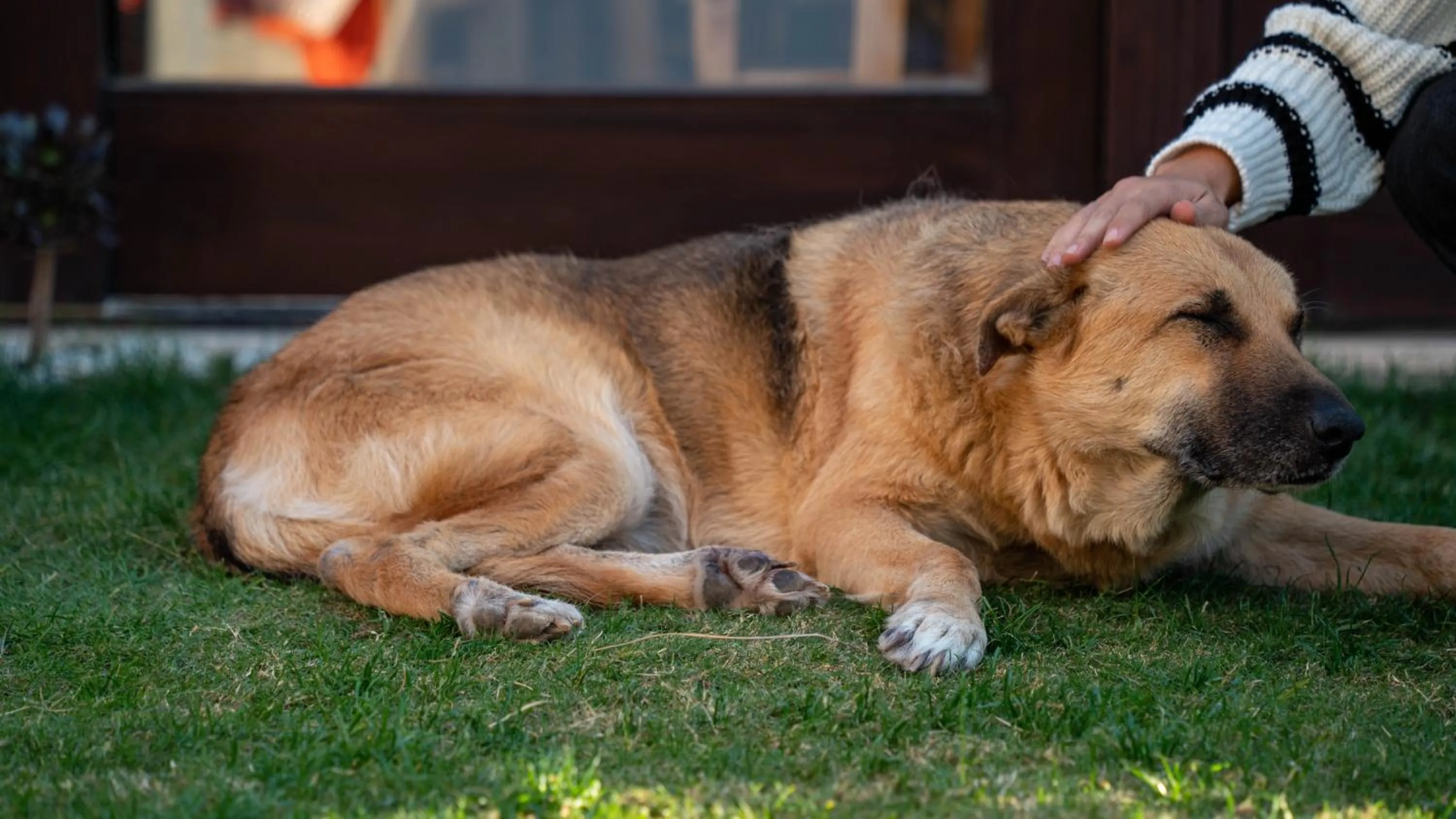 Pets in Ajlan Hotel Cunda