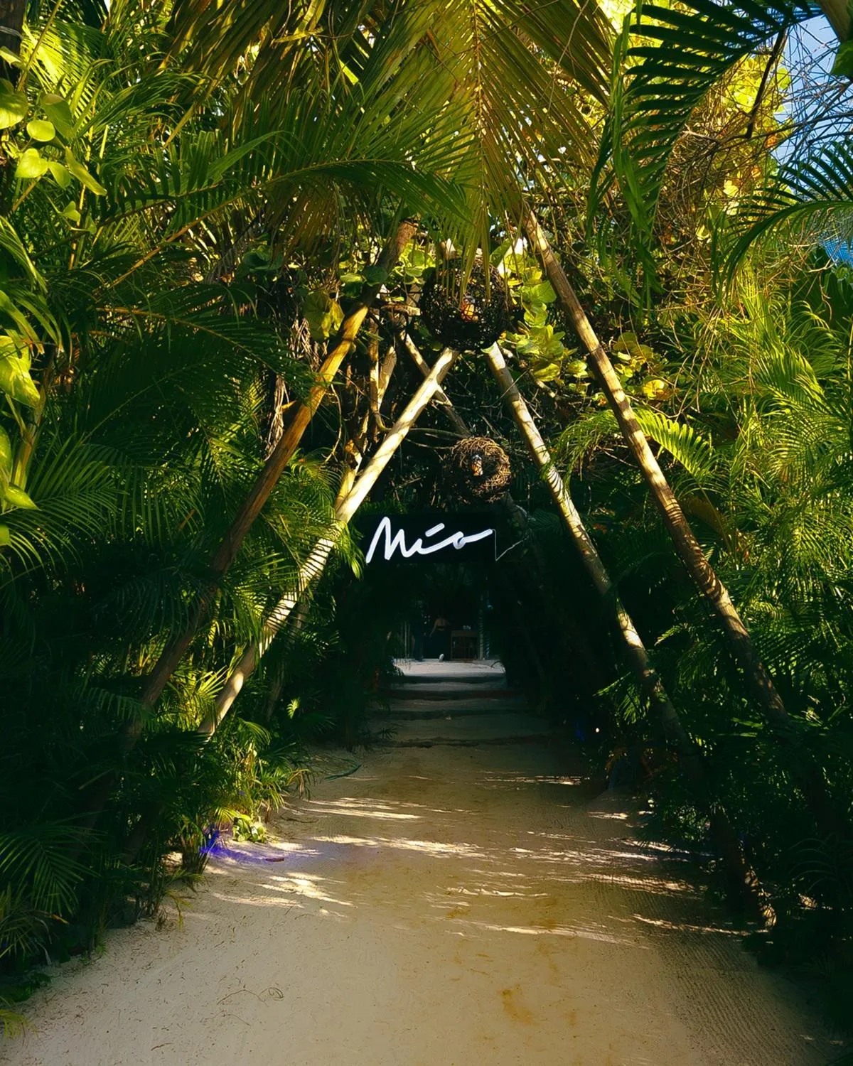 Natural landscape in Mia Tulum Beachfront Resort - Ocean View Suites and Beach Club