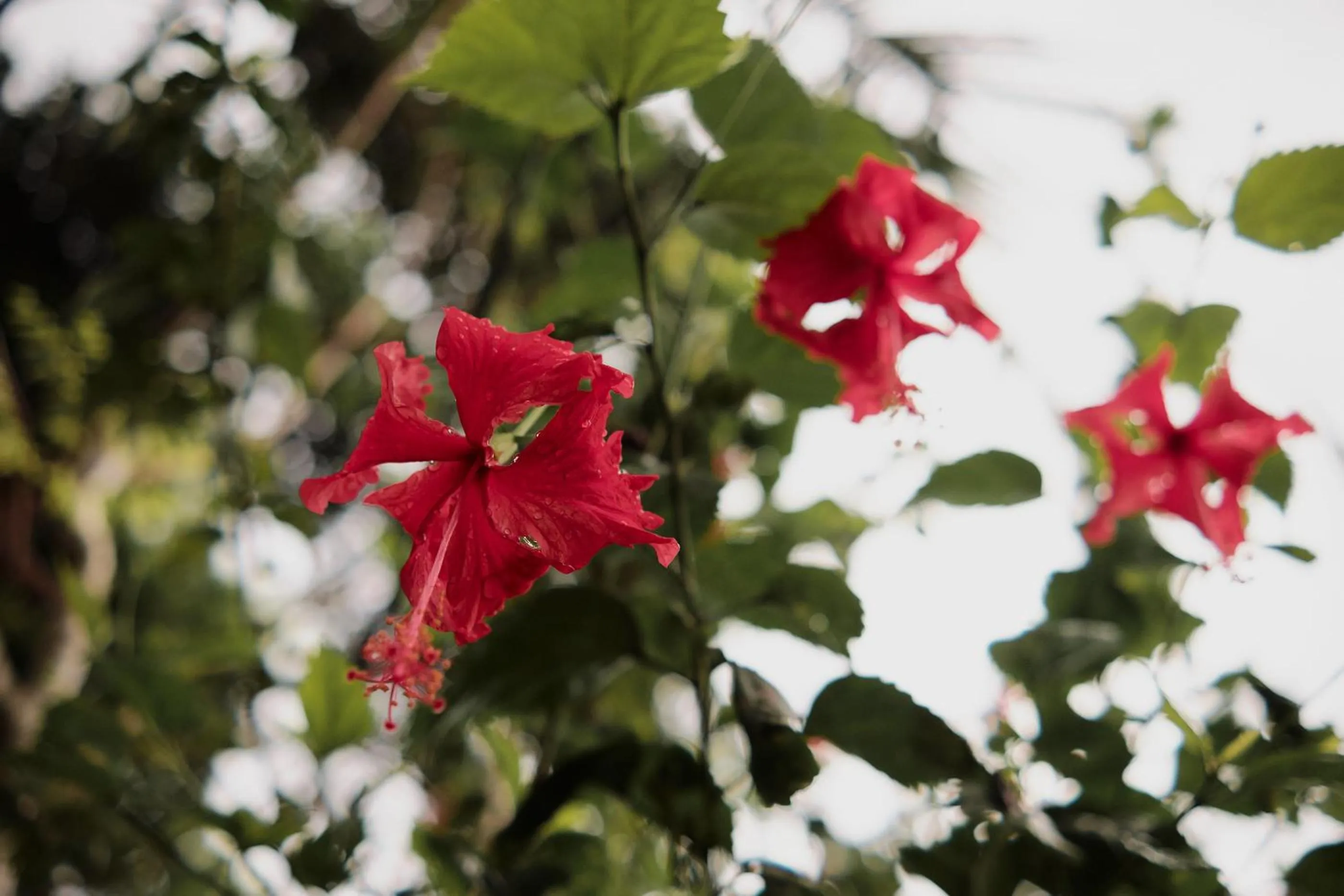 Garden in Moringa Ubud Villa