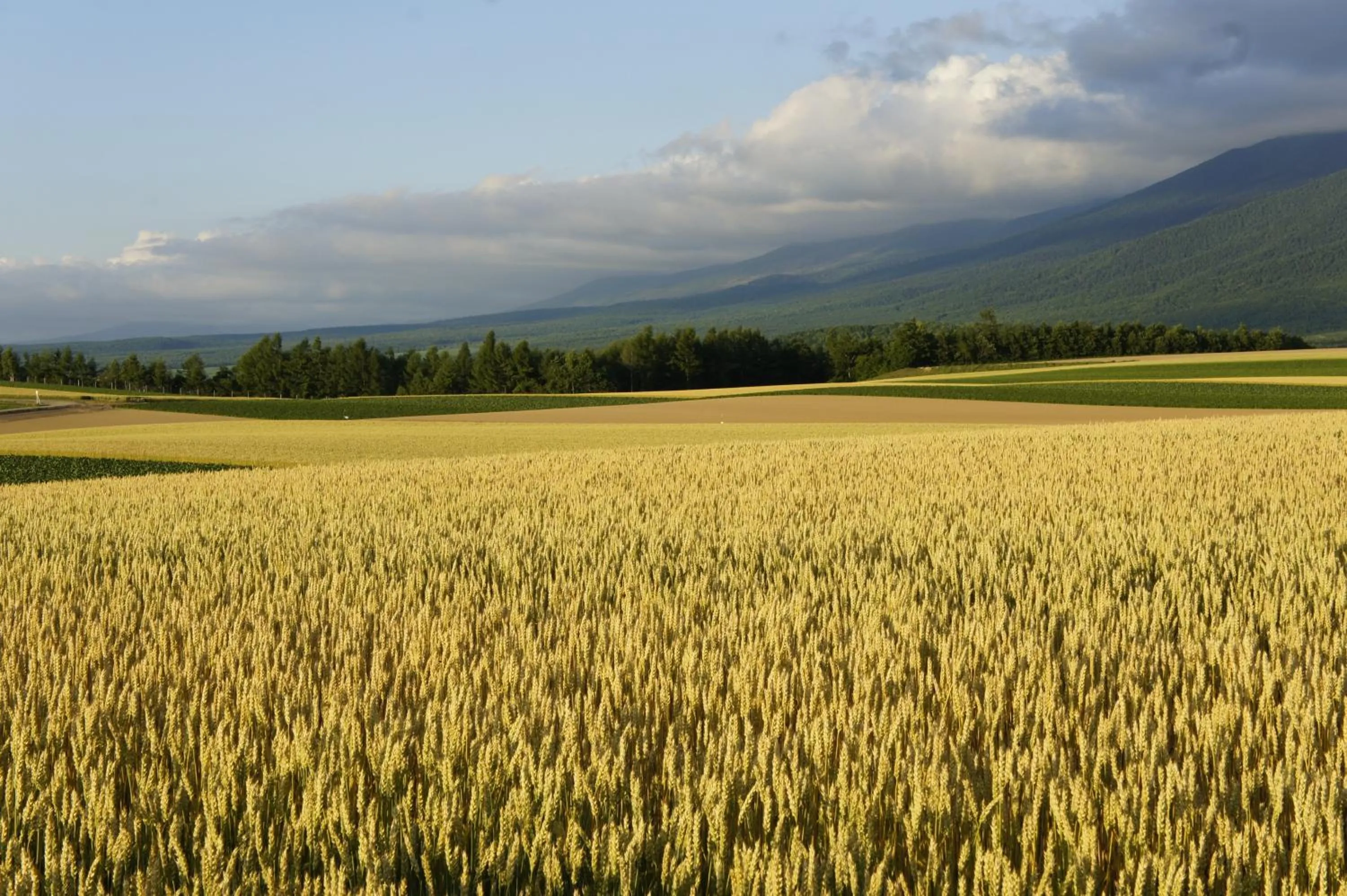 Off site in Hotel Hanafuji Inn