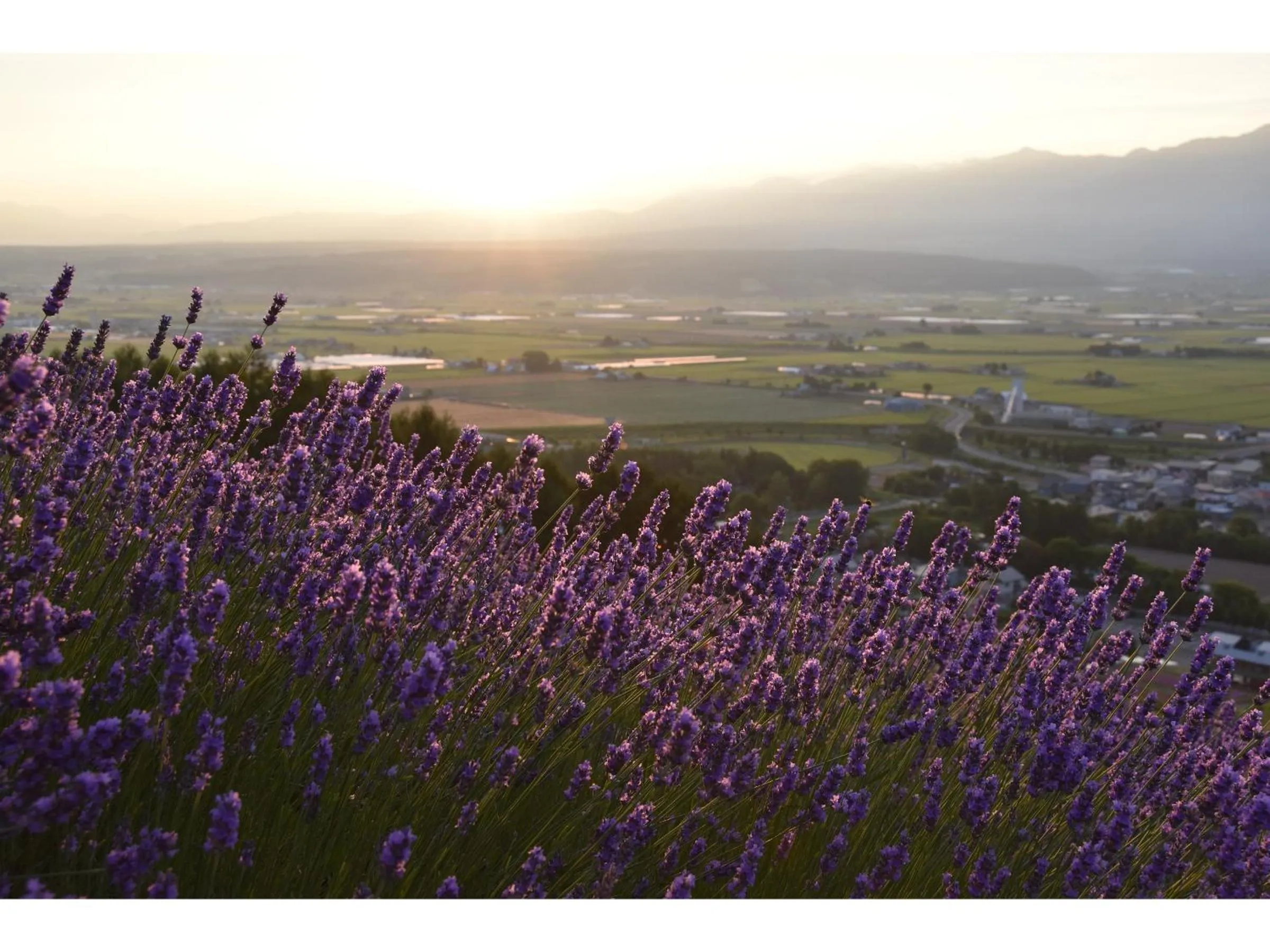 Neighbourhood in Hotel Hanafuji Inn