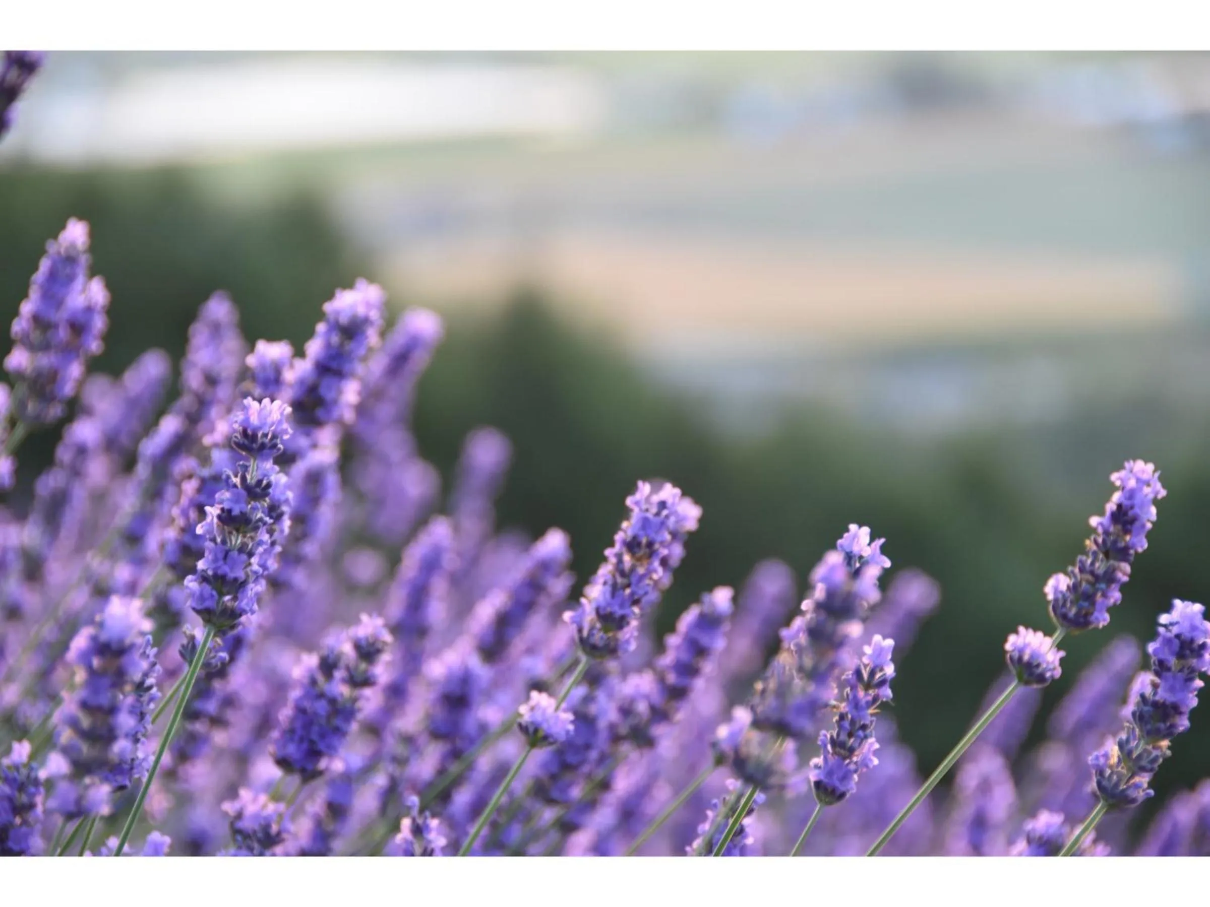 Neighbourhood in Hotel Hanafuji Inn
