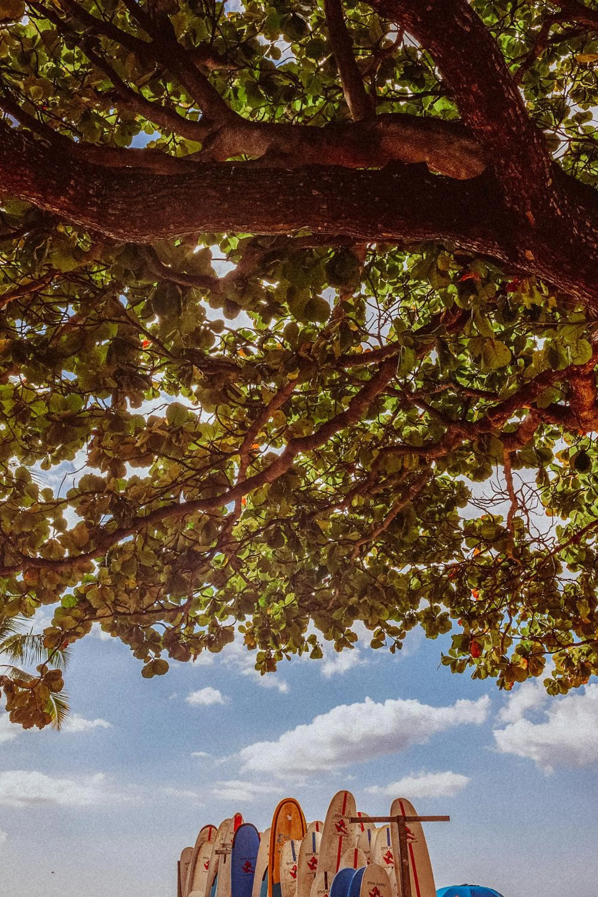 Natural landscape in Royal Grove Waikiki