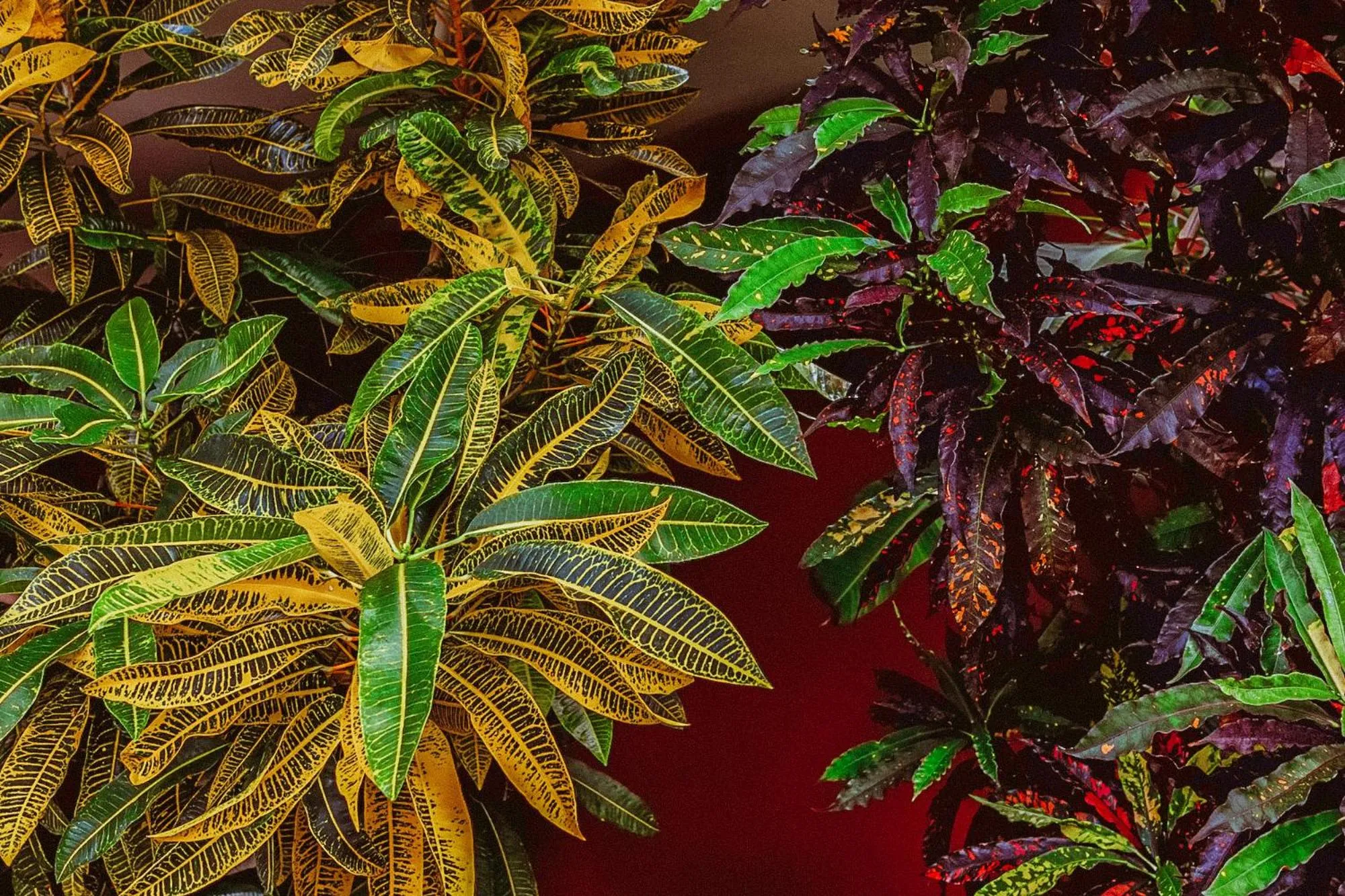 Natural landscape in Royal Grove Waikiki