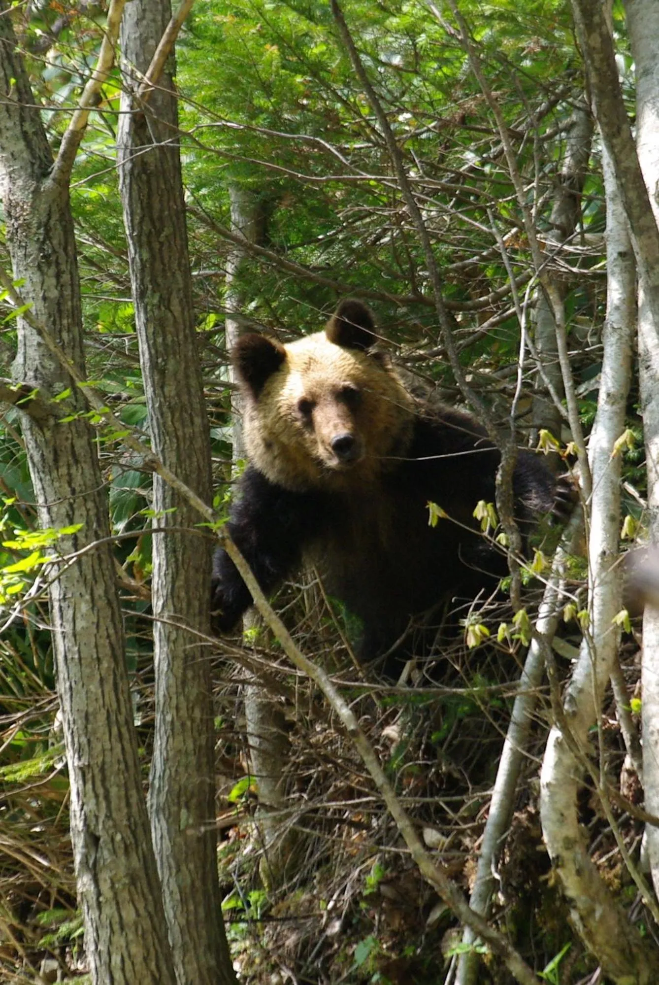 Animals in Tomuraushionsen Higashi Taisetsuso
