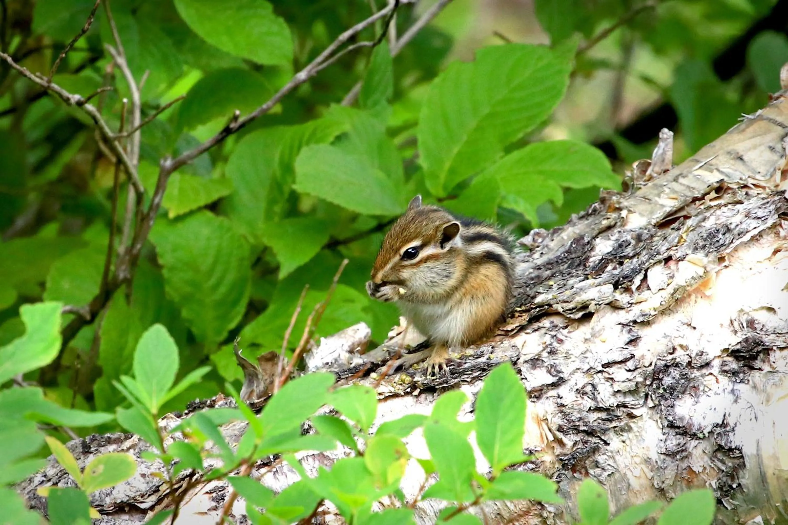 Animals in Tomuraushionsen Higashi Taisetsuso