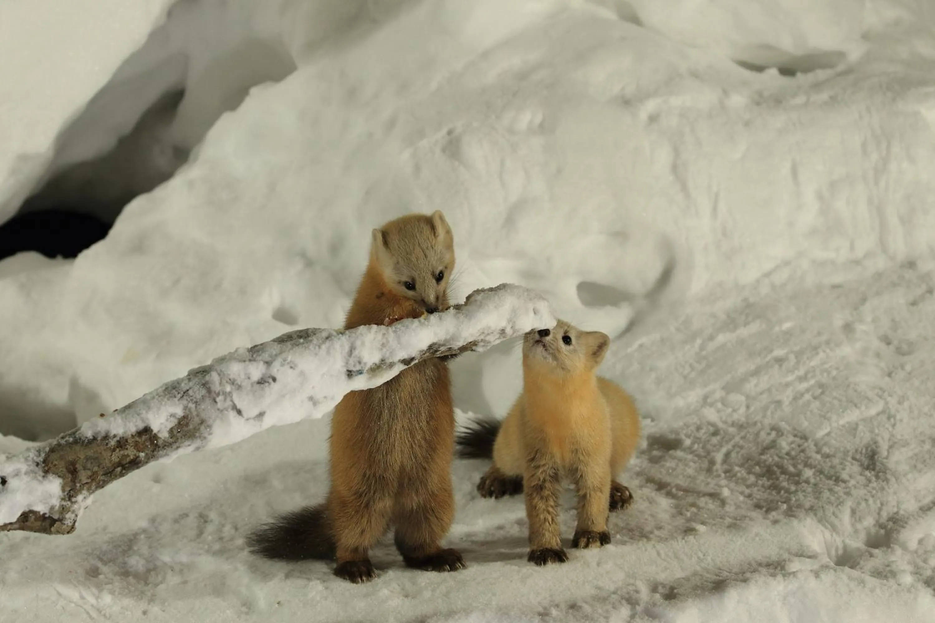 Animals in Tomuraushionsen Higashi Taisetsuso