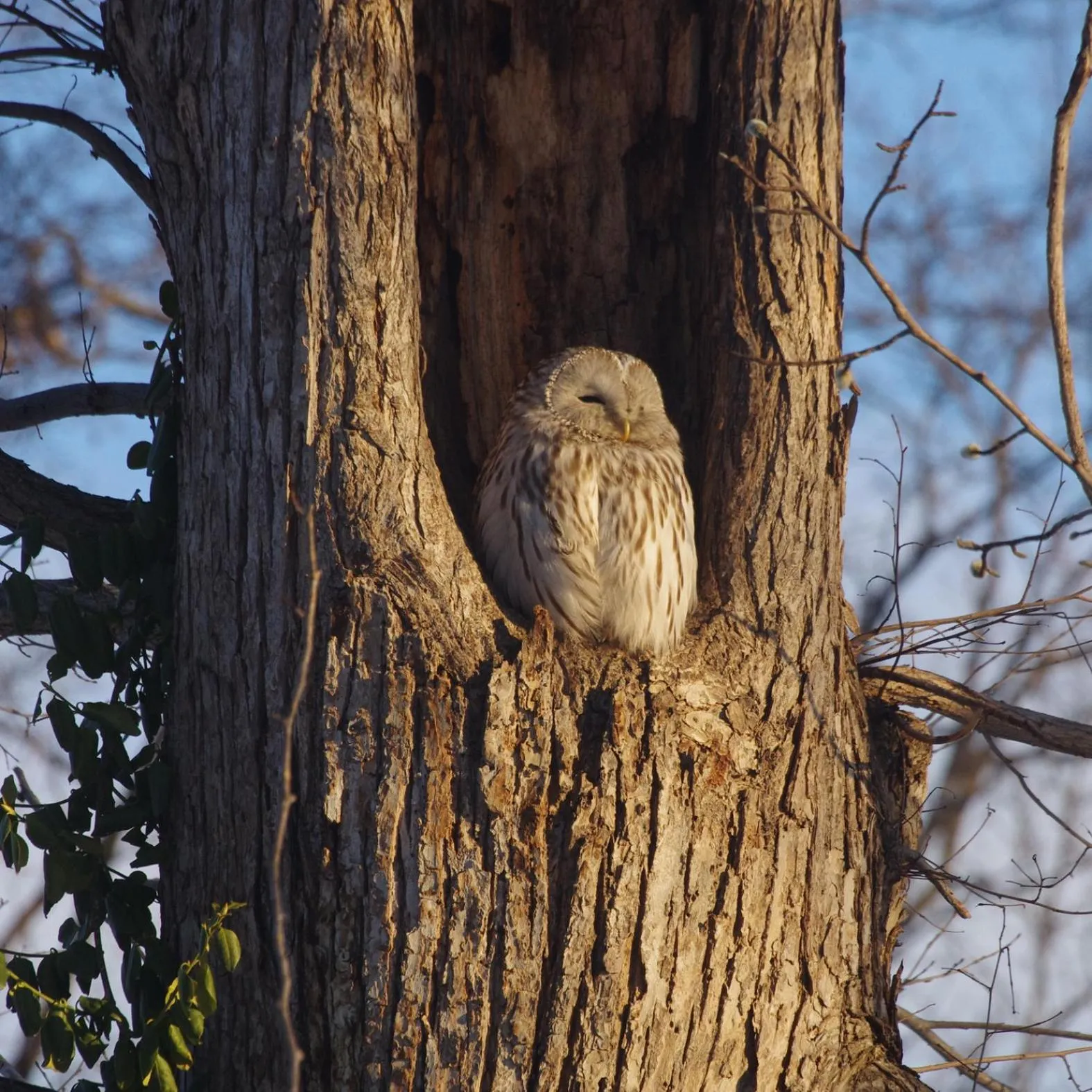 Animals in Tomuraushionsen Higashi Taisetsuso
