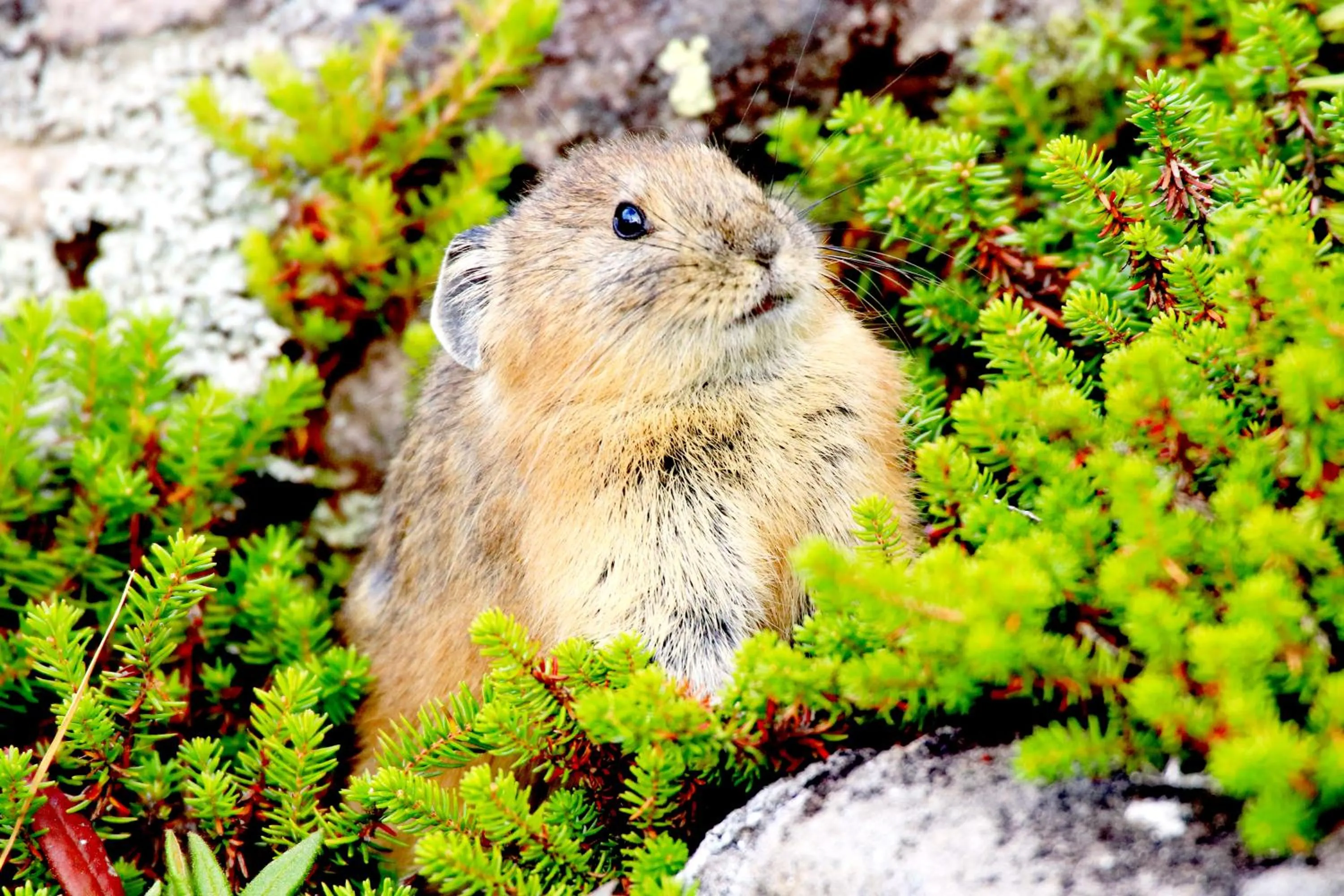 Animals in Tomuraushionsen Higashi Taisetsuso