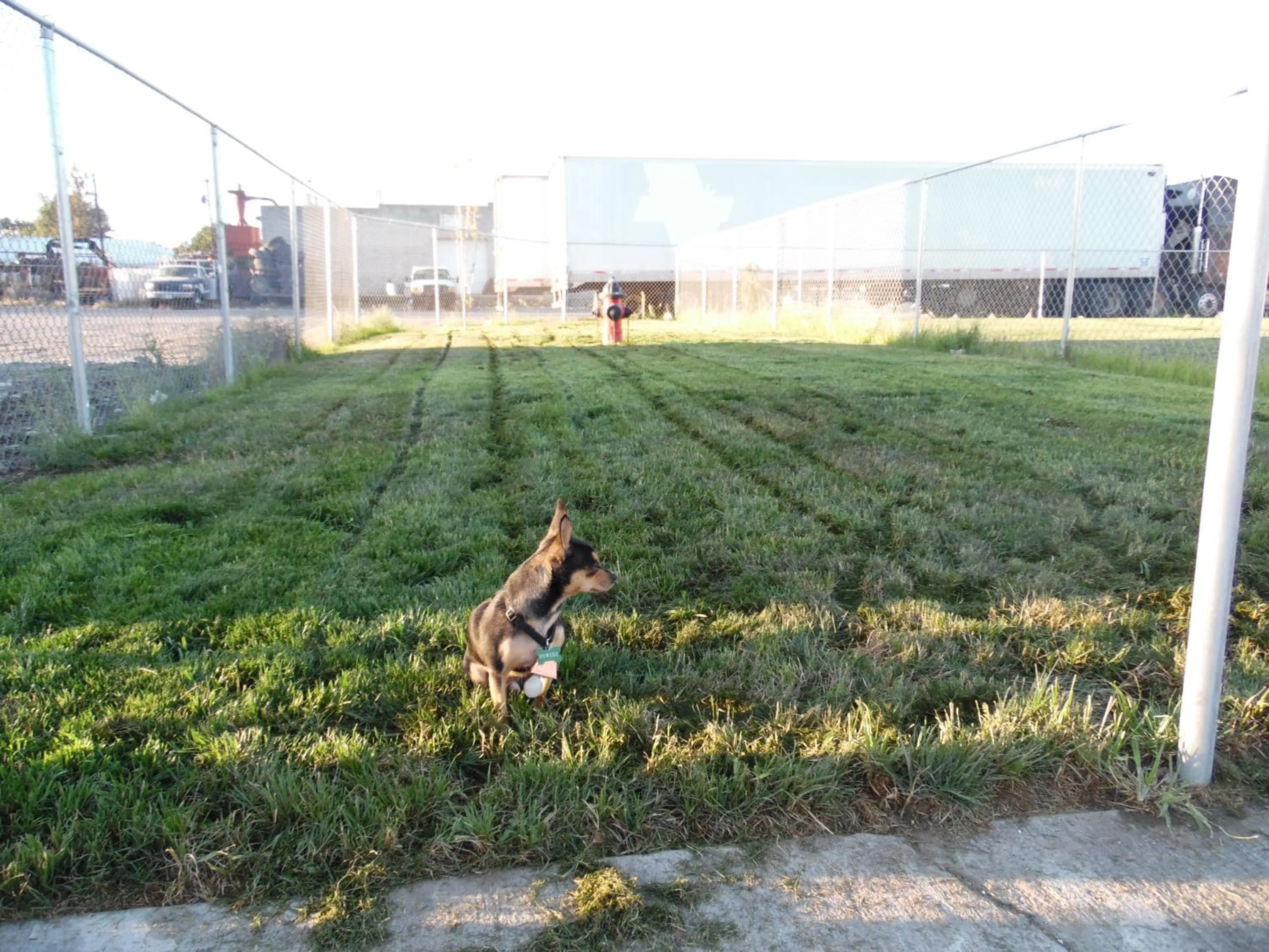 Pets in Knights Inn Hermiston