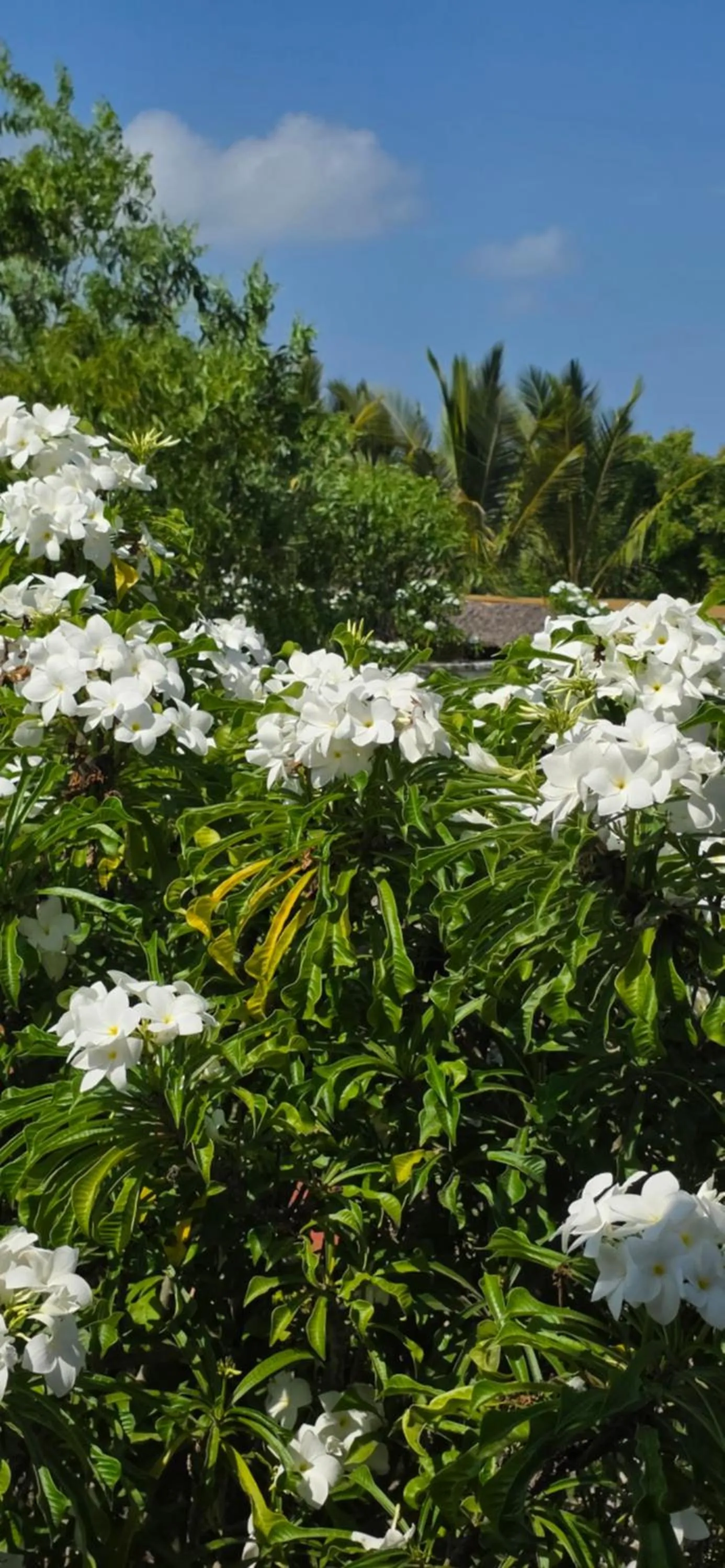 Salama & Mbuyuni Bungalows