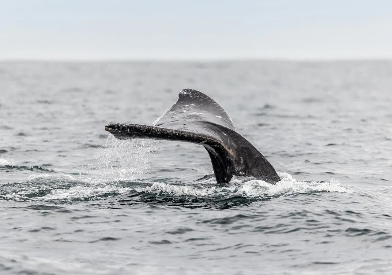 Activities in Inn at Cape Kiwanda