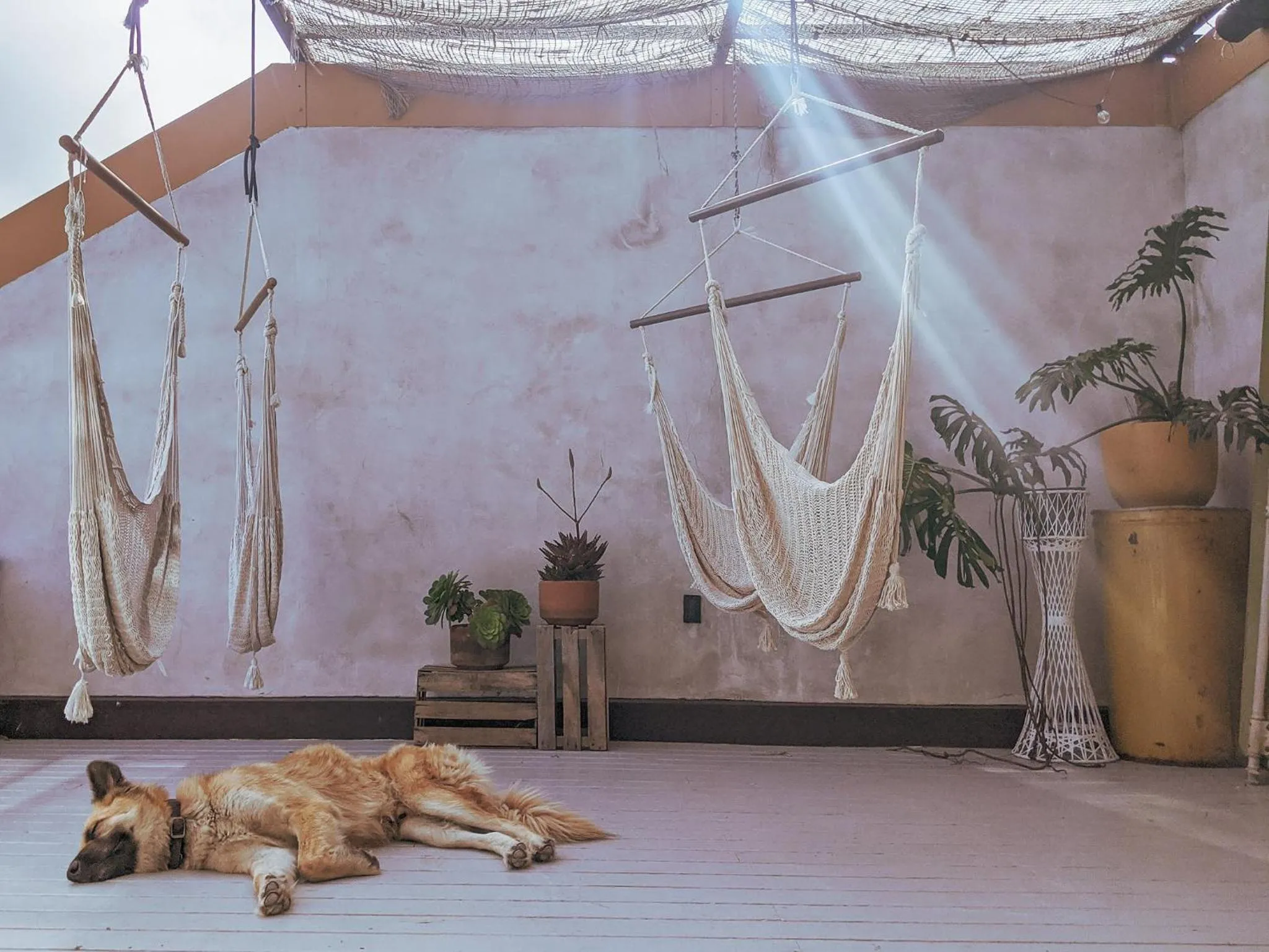 Pets in Native Residence