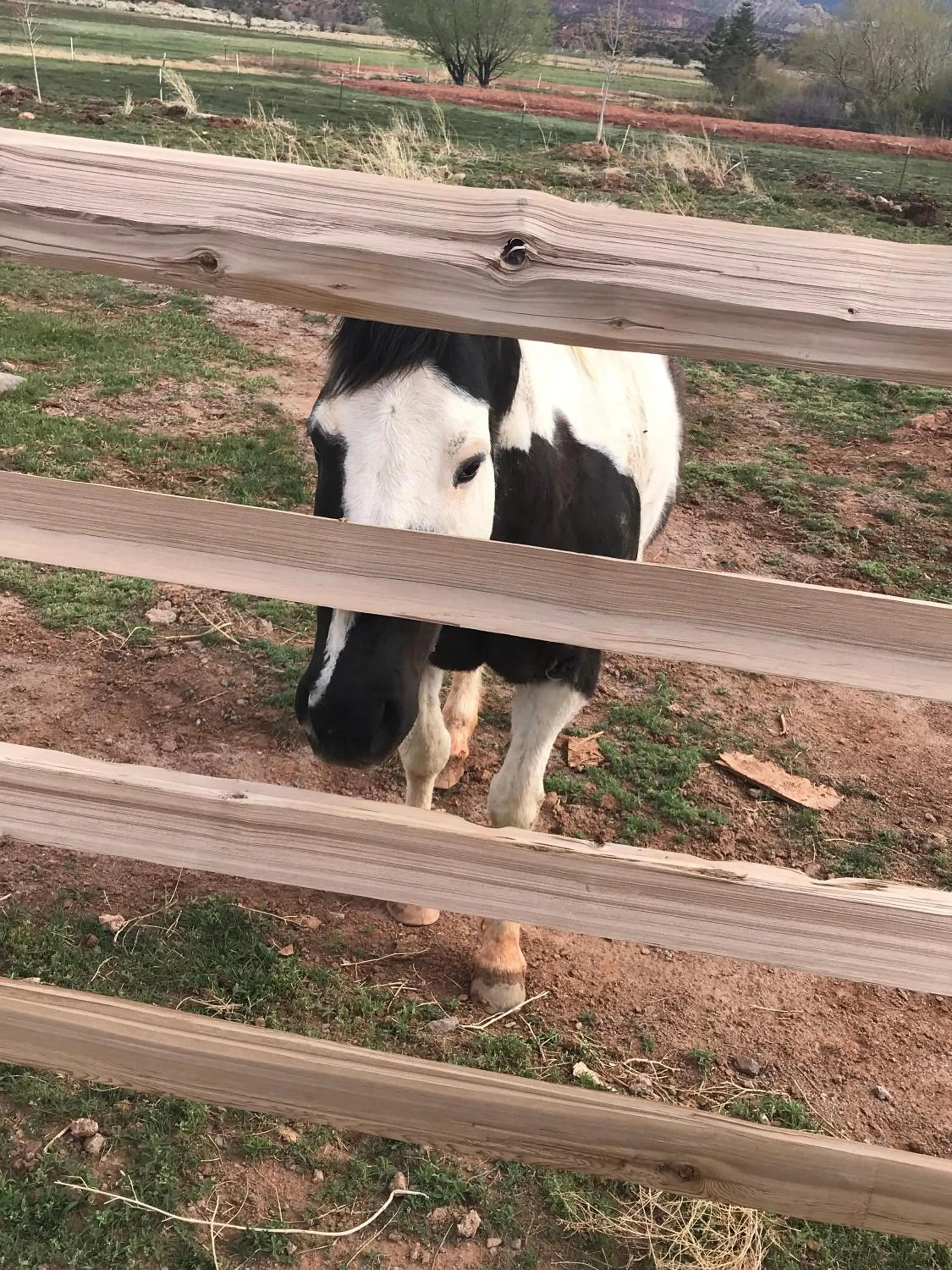 View (from property/room) in Red Sands Hotel