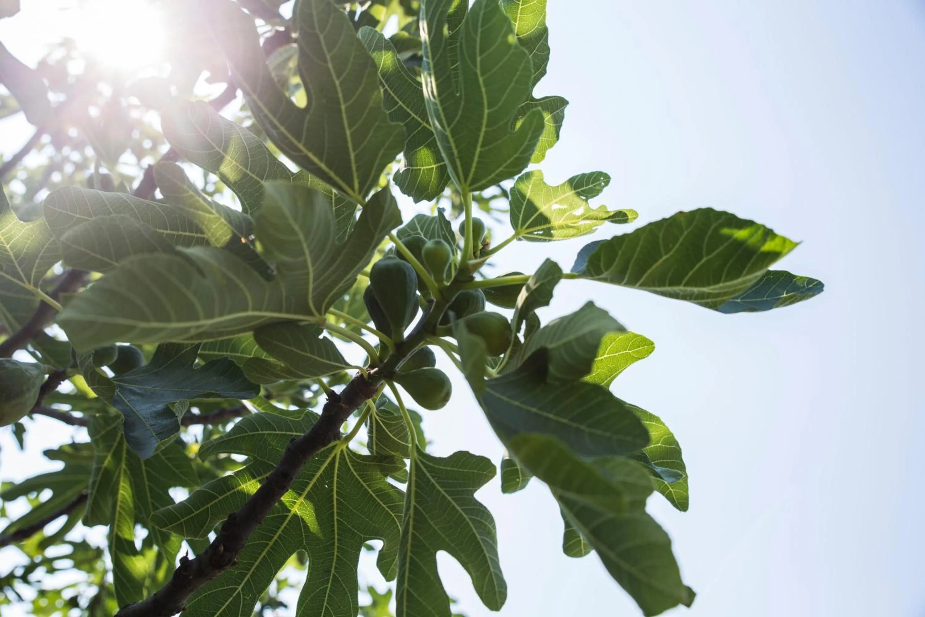 Garden in Albergo Mio Boutique Hotel - Adults Only
