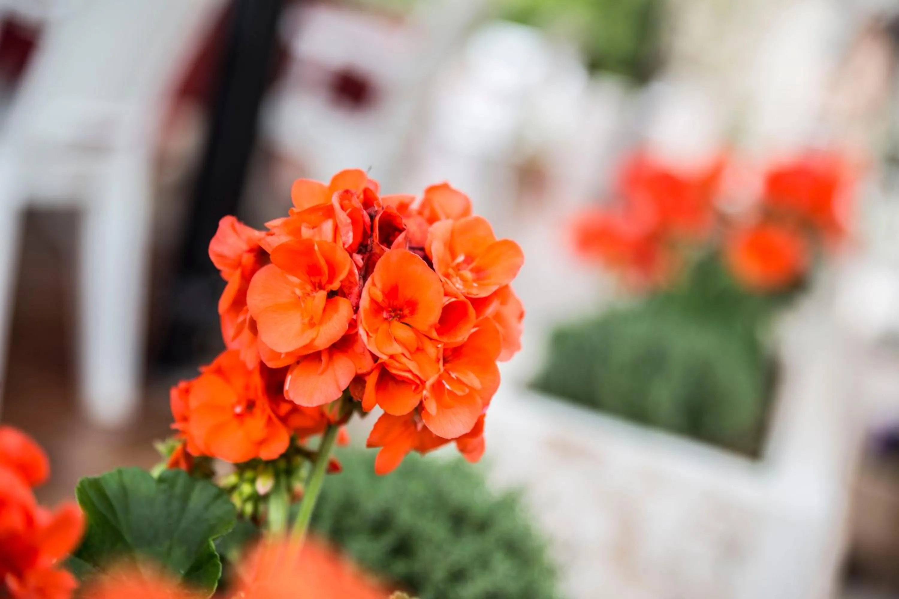 Decorative detail in Albergo Mio Boutique Hotel - Adults Only