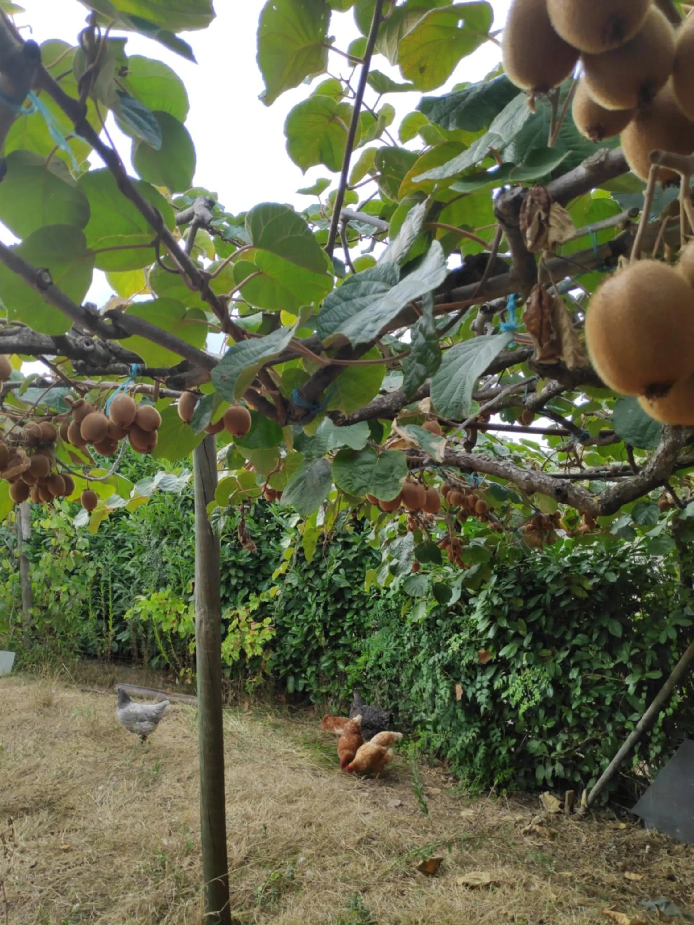 Animals in Nature et al House - Casa para uso exclusivo e jardim - Little farm