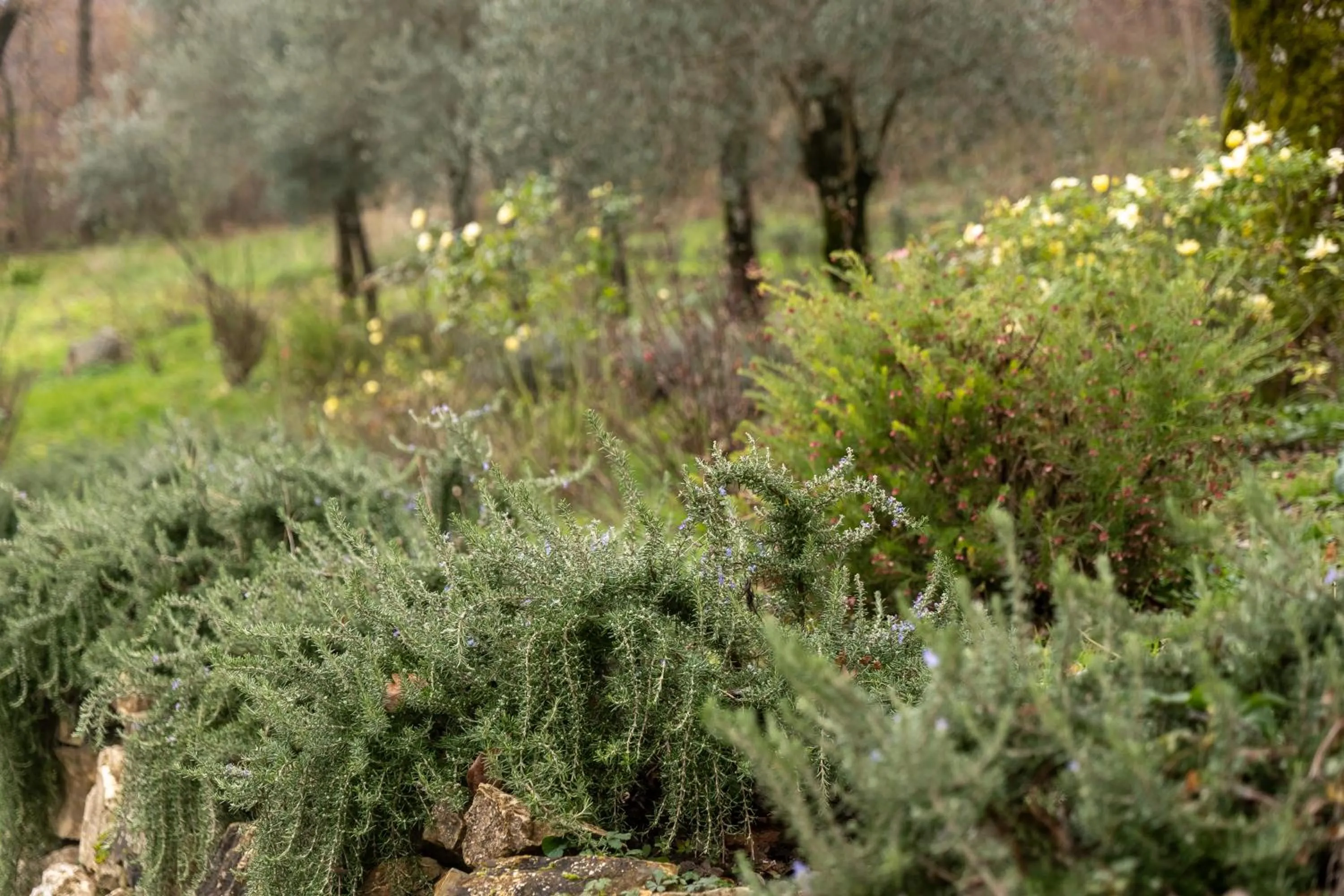 Masseria boutique b&b