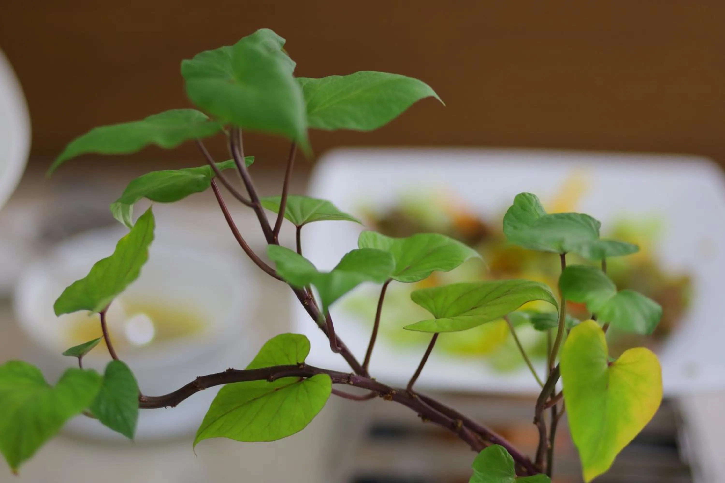 Food and drinks in Nagila Boutique Hotel