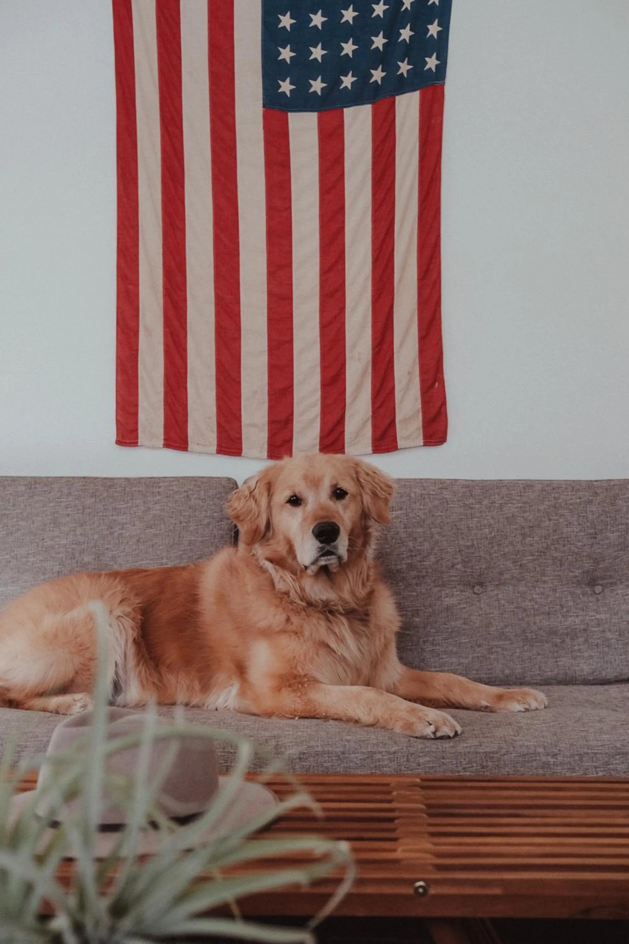 Pets in Mellow Moon Lodge