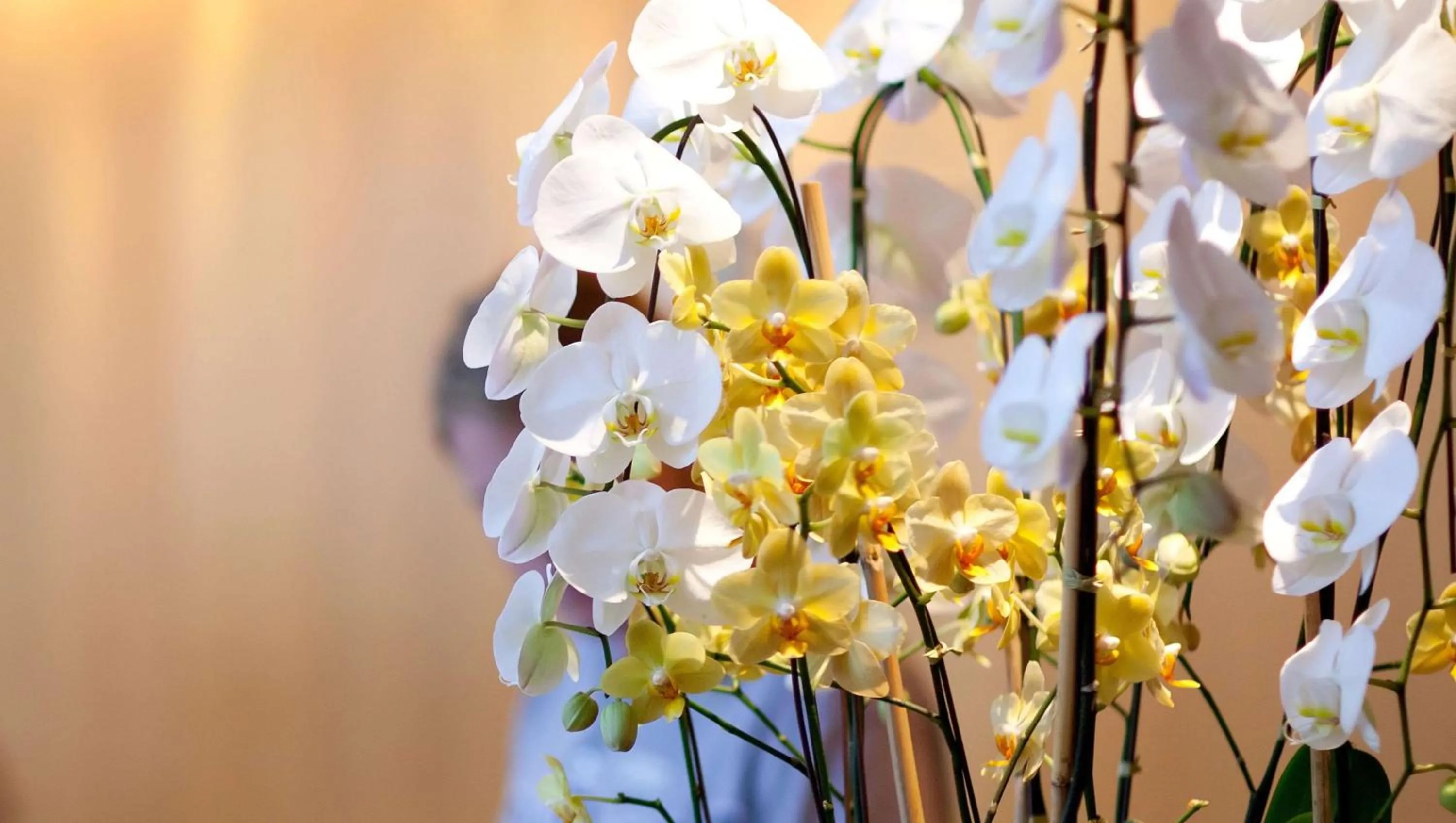 Lobby or reception in Express Inn Newport News