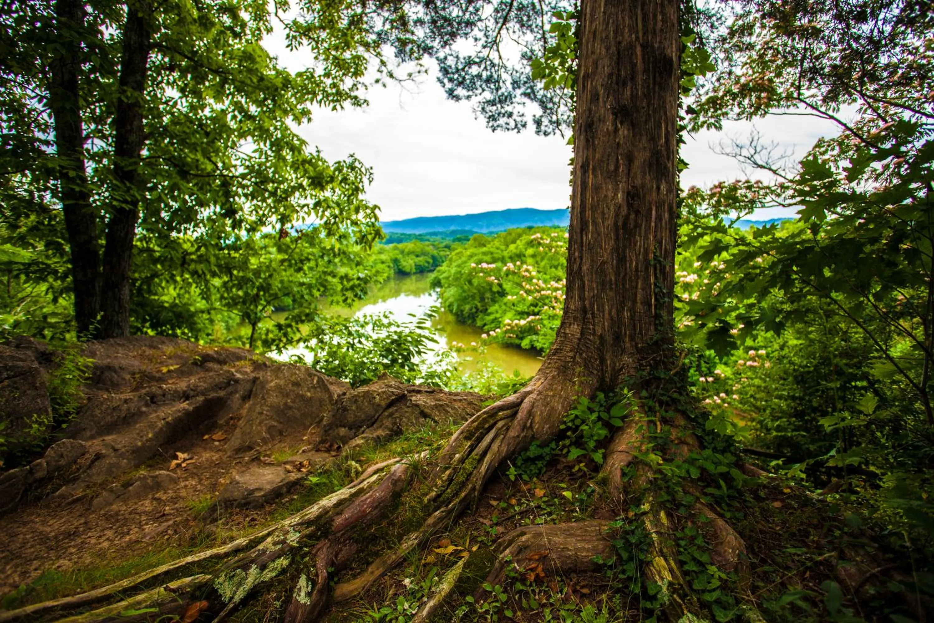 Natural landscape in Nolichuckey Bluffs Bed & Breakfast Cabins
