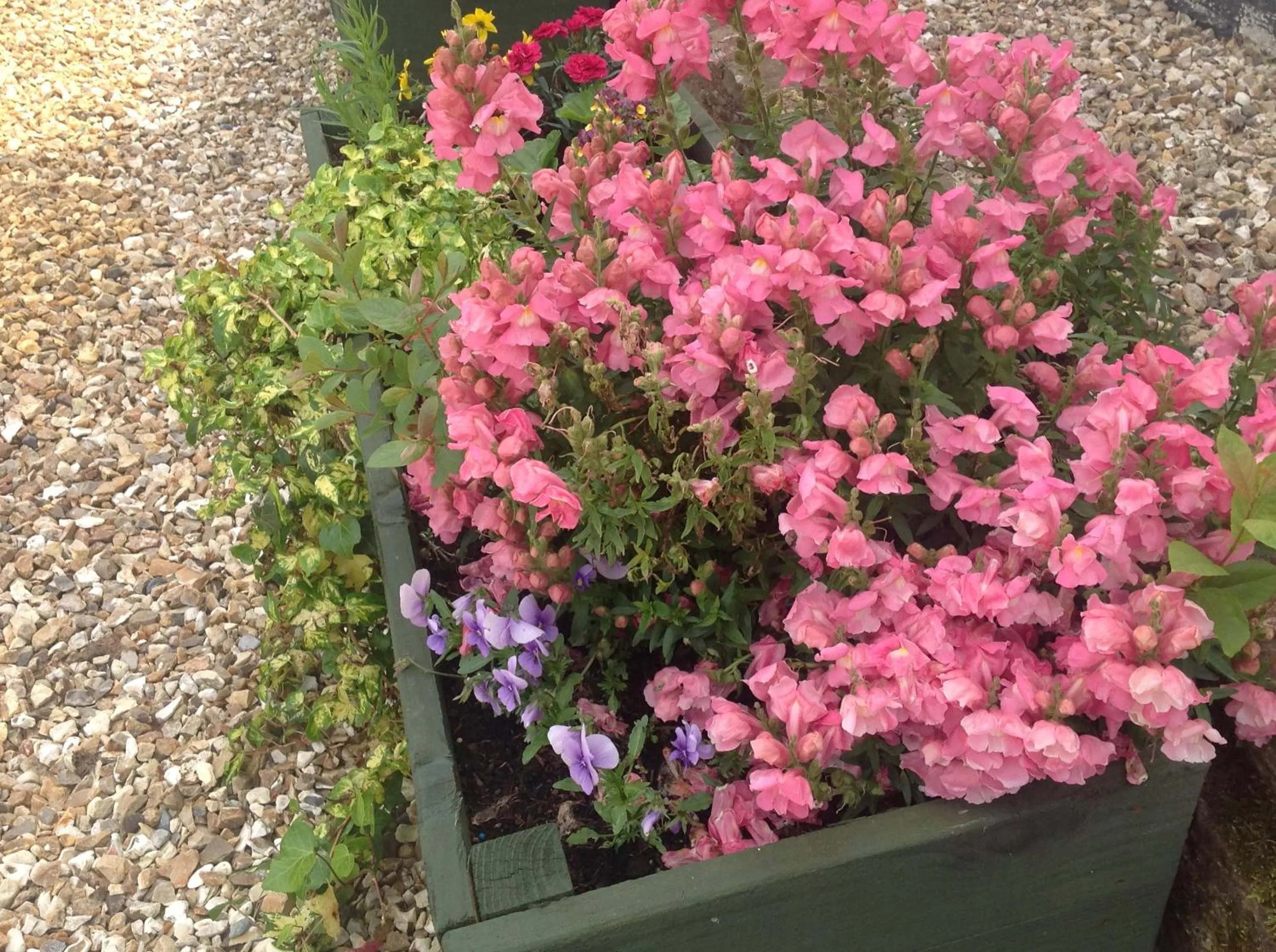 Property building in Meadowview