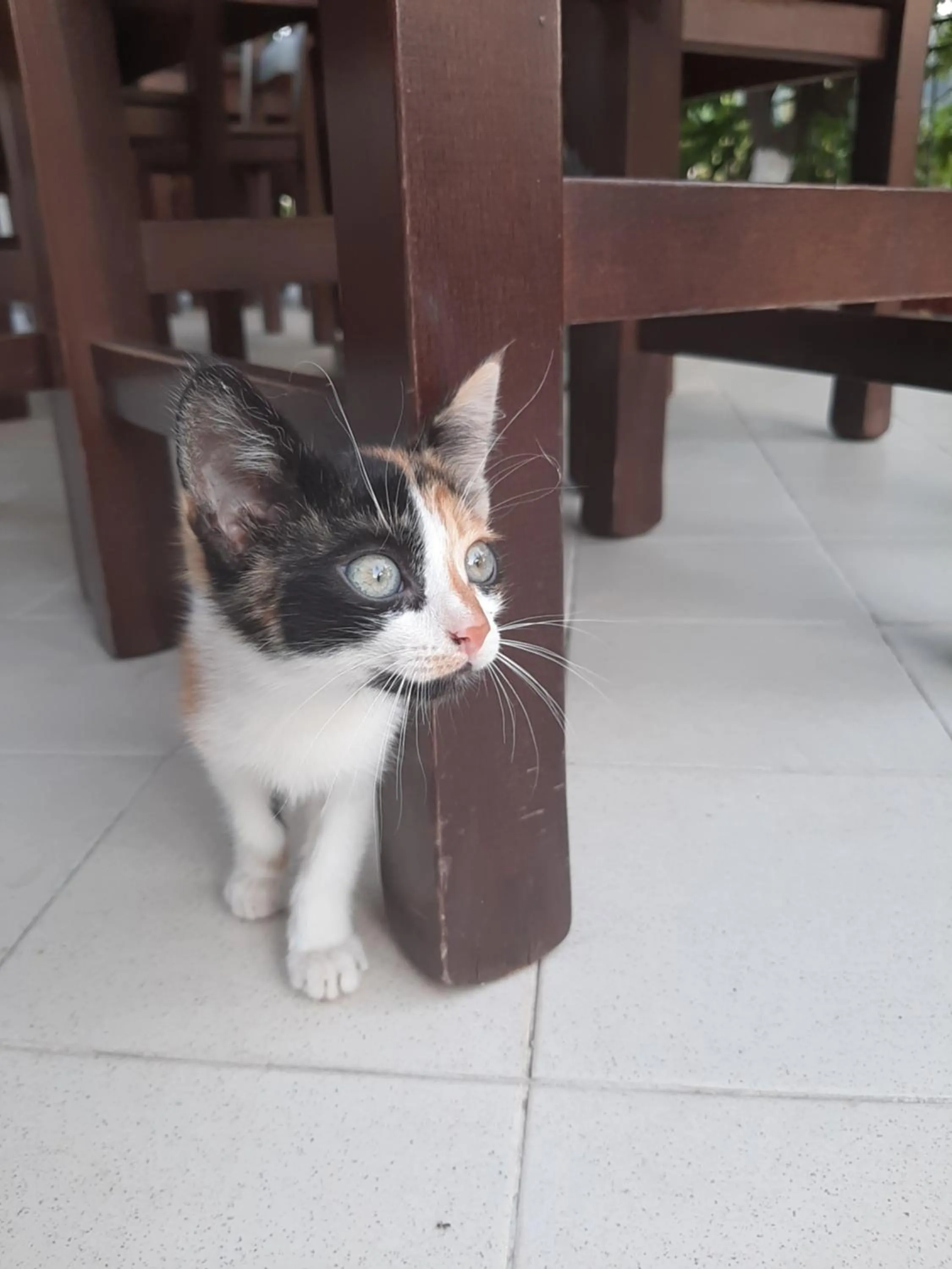 Animals in HOTEL VILA TWIX