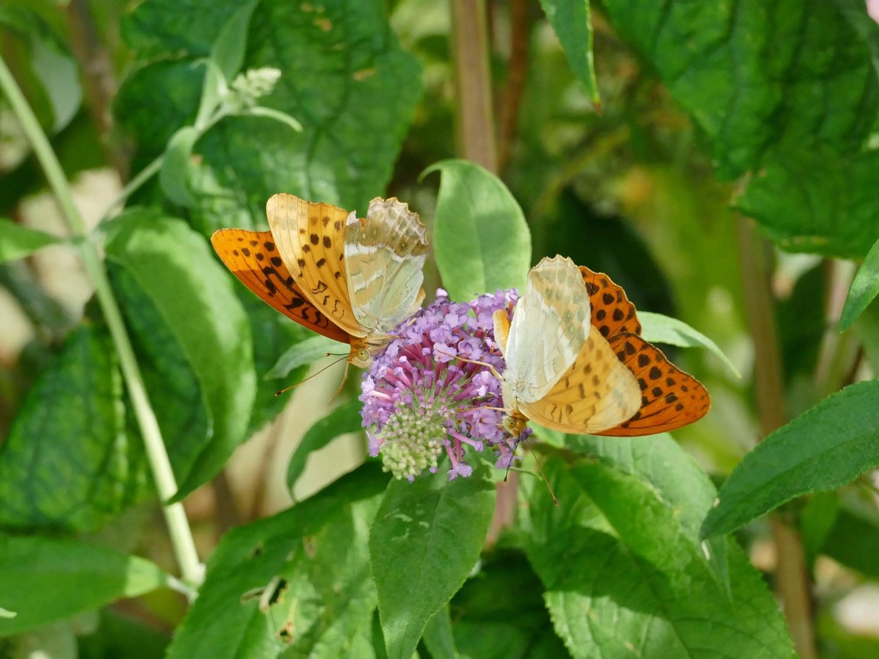 Spring in Rêve du VerDHon