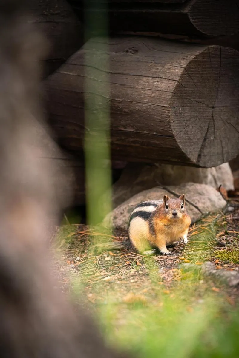 Animals in Storm Mountain Lodge & Cabins