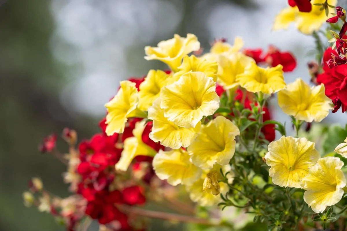 Spring in Storm Mountain Lodge & Cabins
