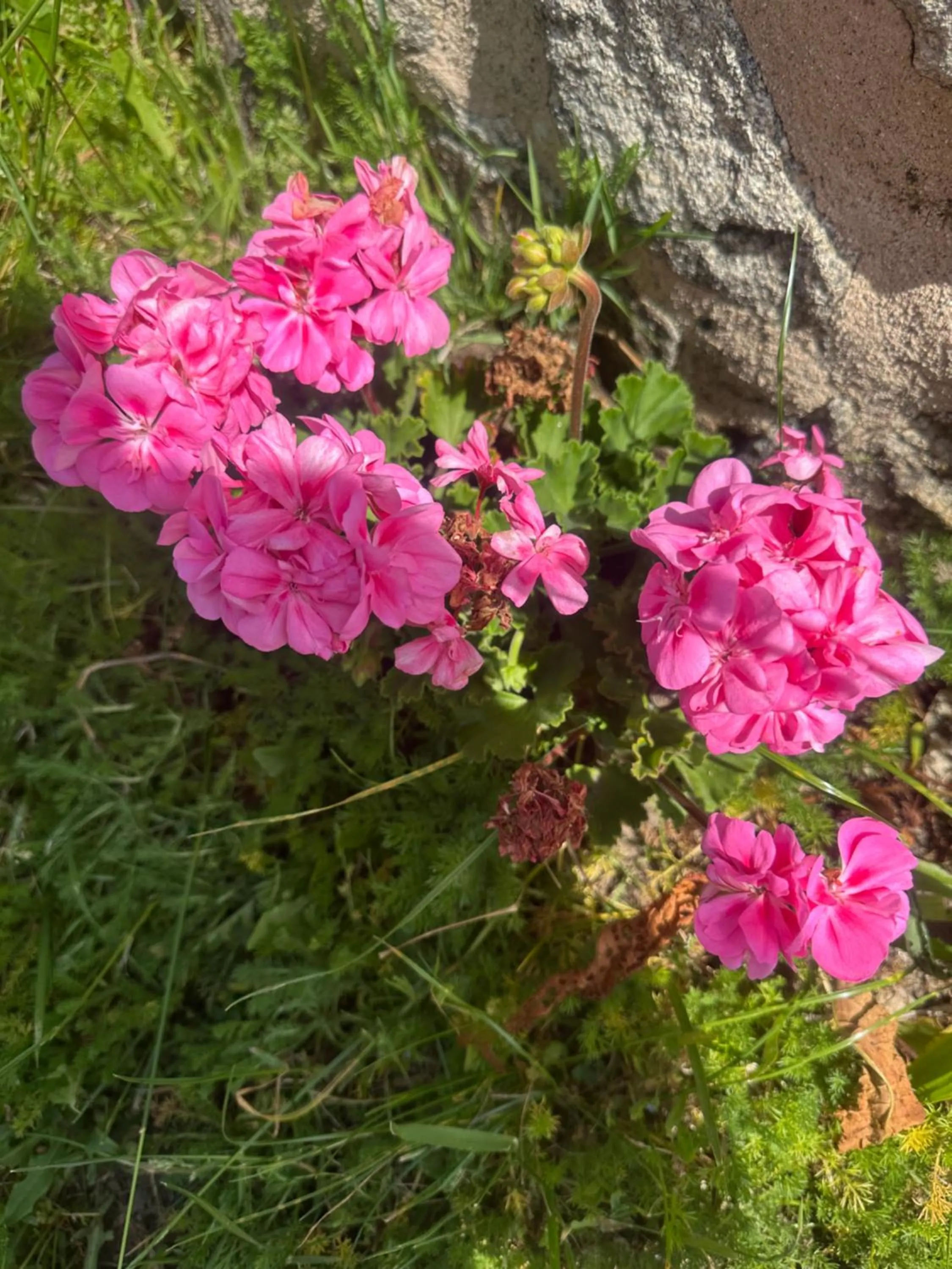 CARBALLO DE PRADO 1900