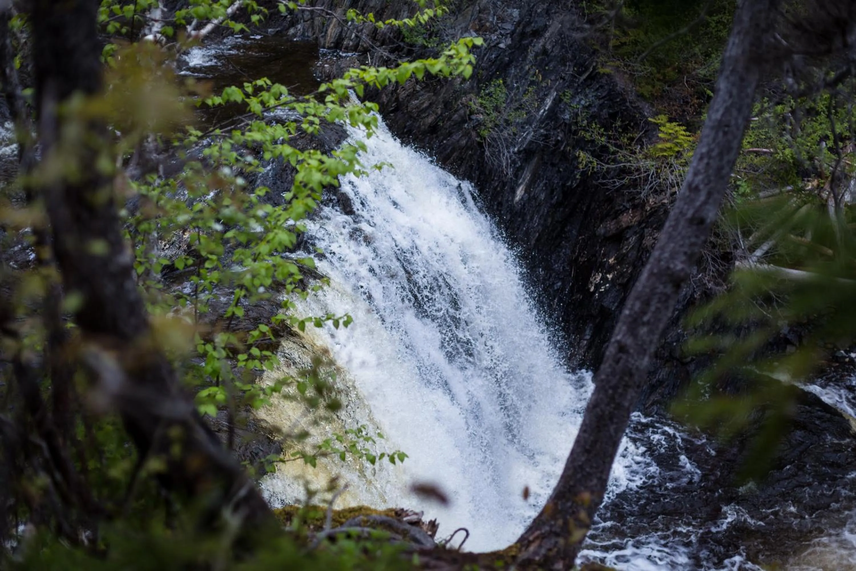 Natural landscape in Middle Brook Cottages & Chalets