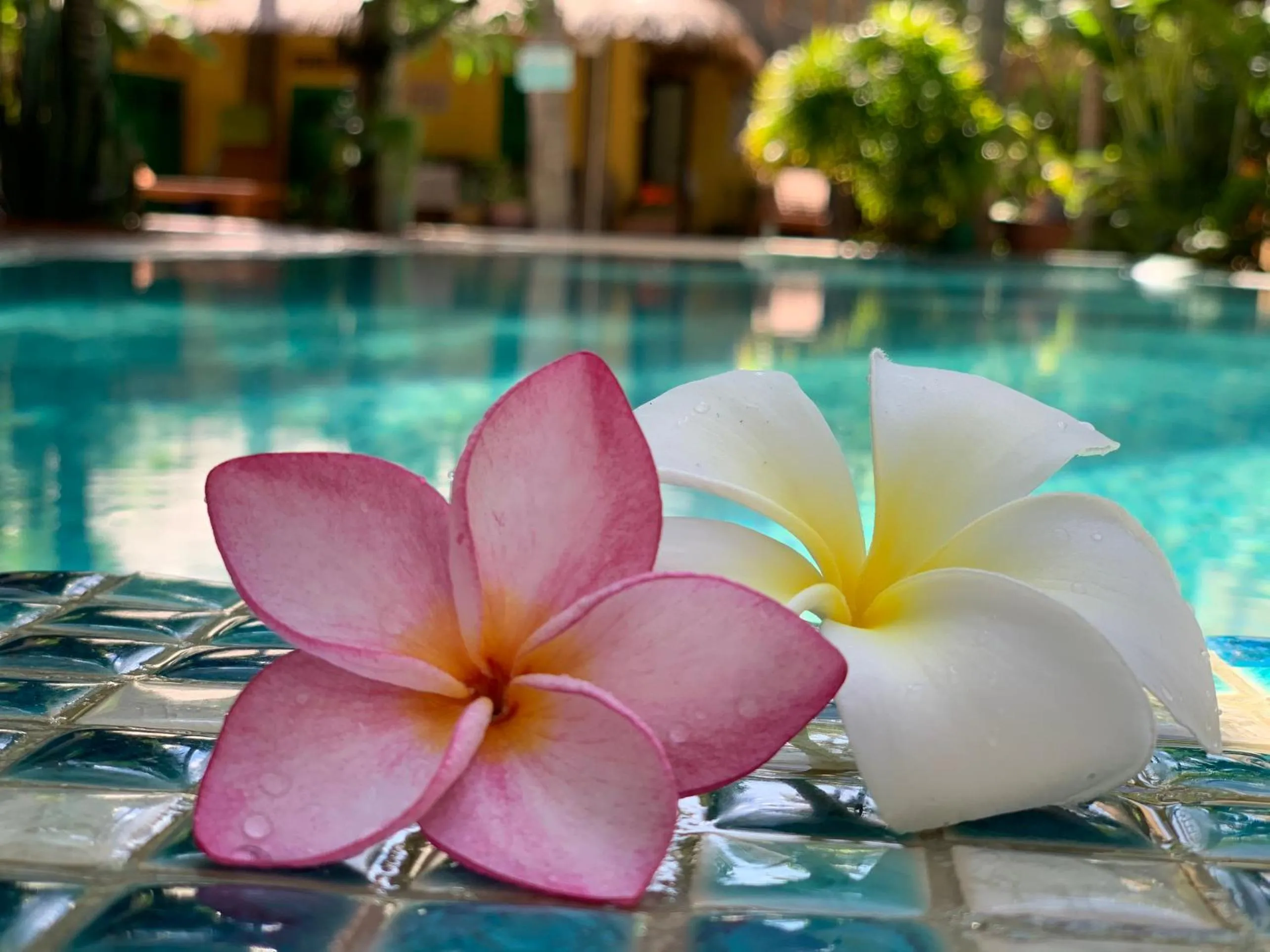 Pool view in MiNhon Hotel Muine