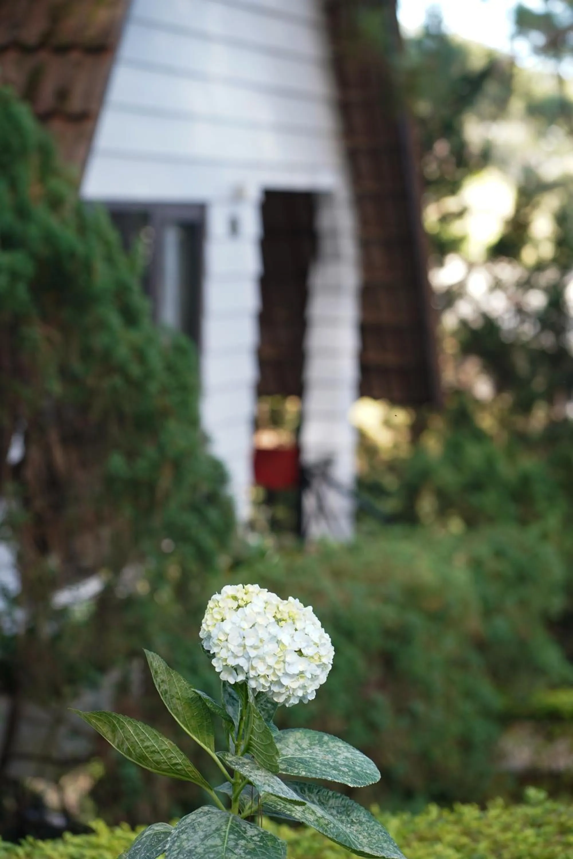 TTC Dreamy Hill Resort - Unlimited Access to TTC World - Thung Lung Tinh Yeu