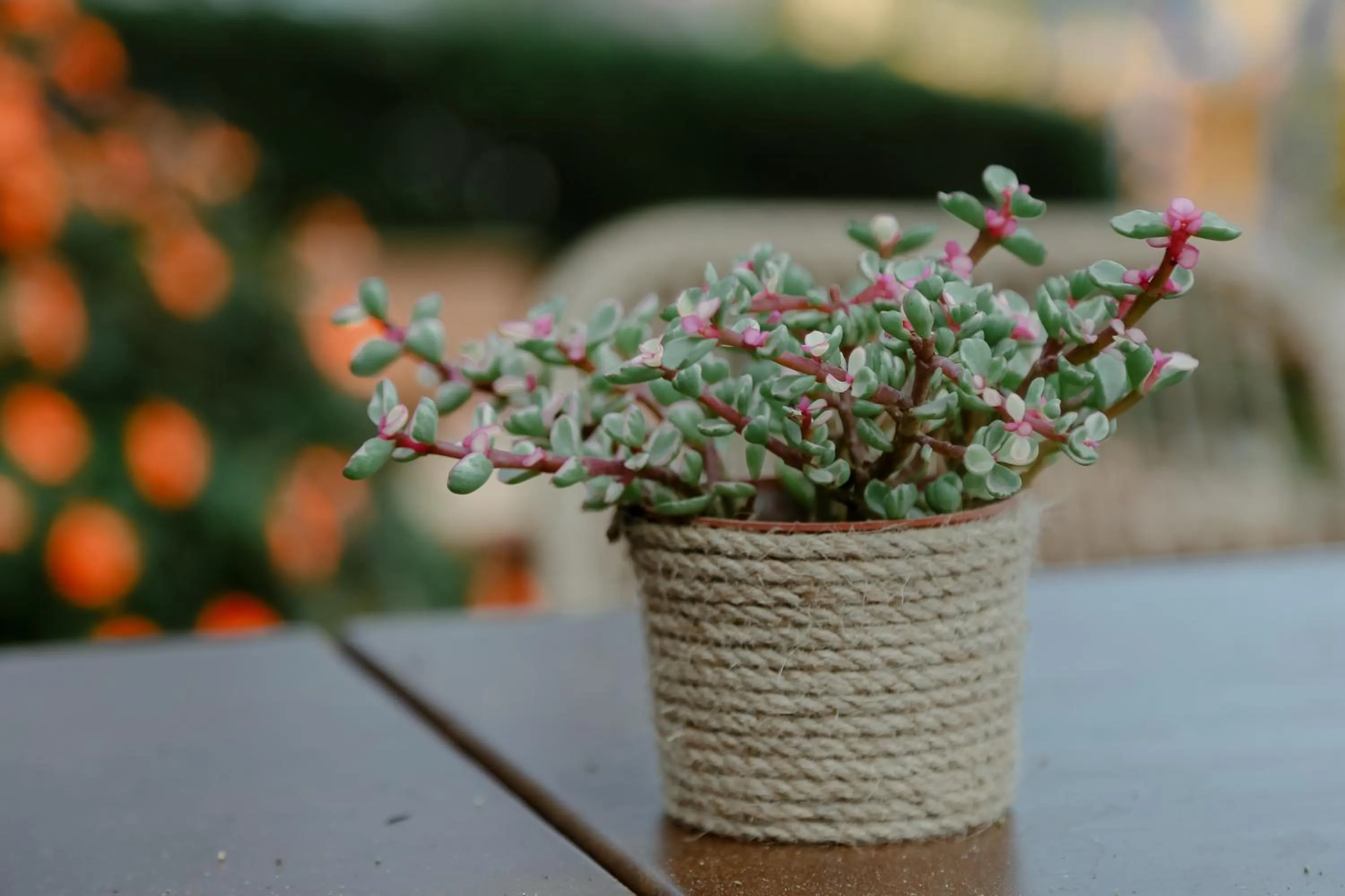 Garden in TTC Dreamy Hill Resort - Unlimited Access to TTC World - Thung Lung Tinh Yeu