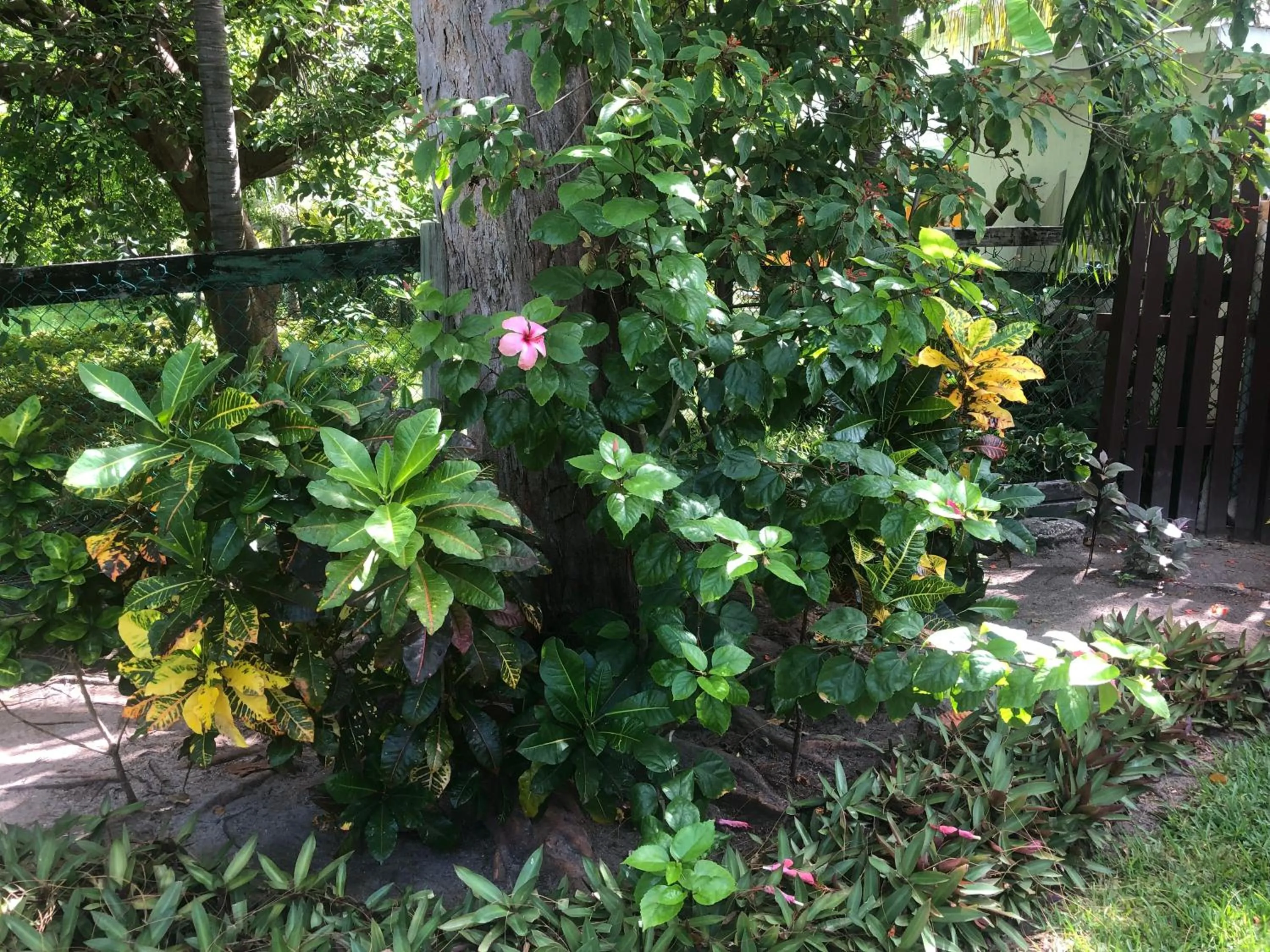 Natural landscape in Belize Budget Suites