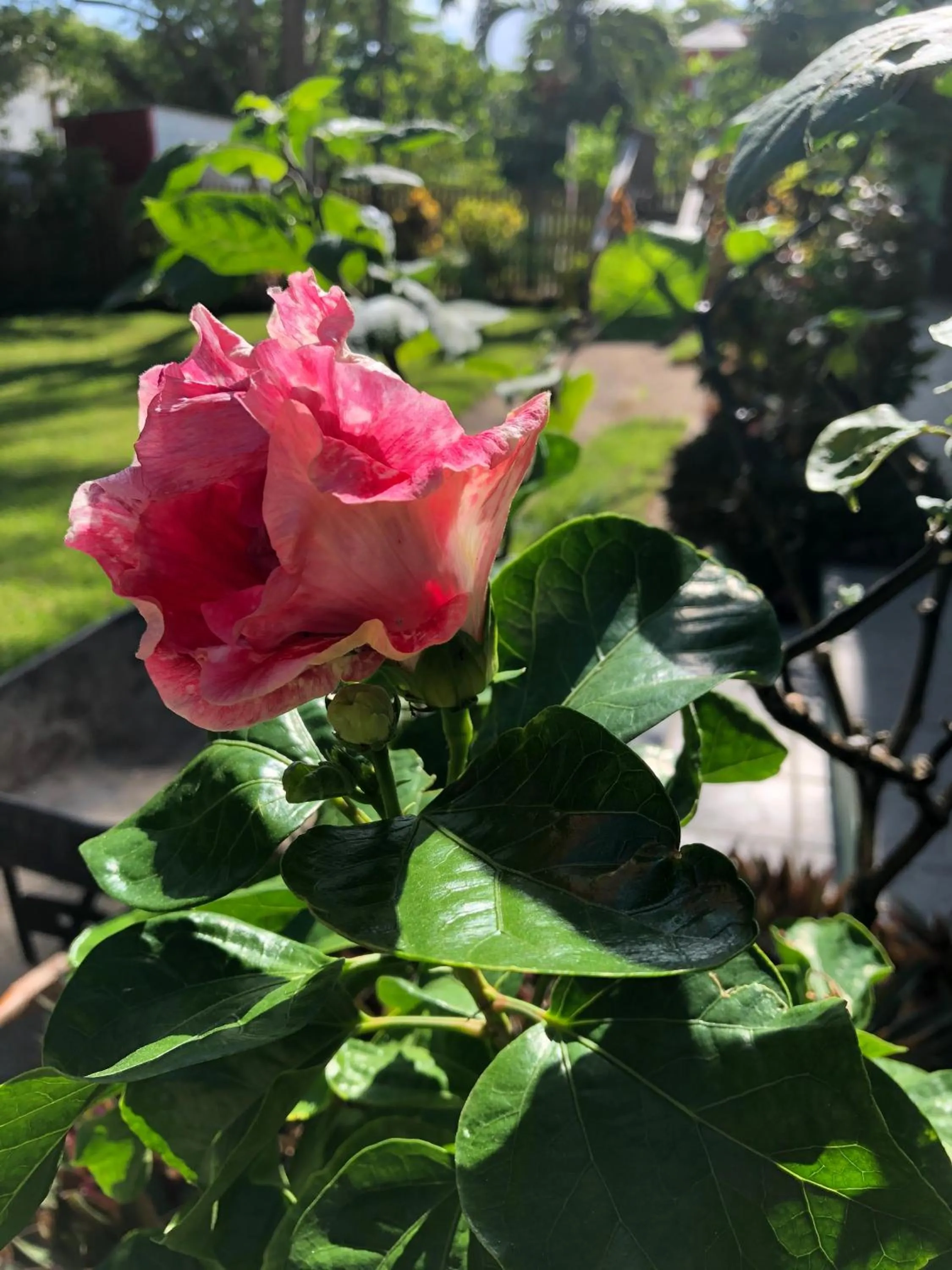 Garden in Belize Budget Suites