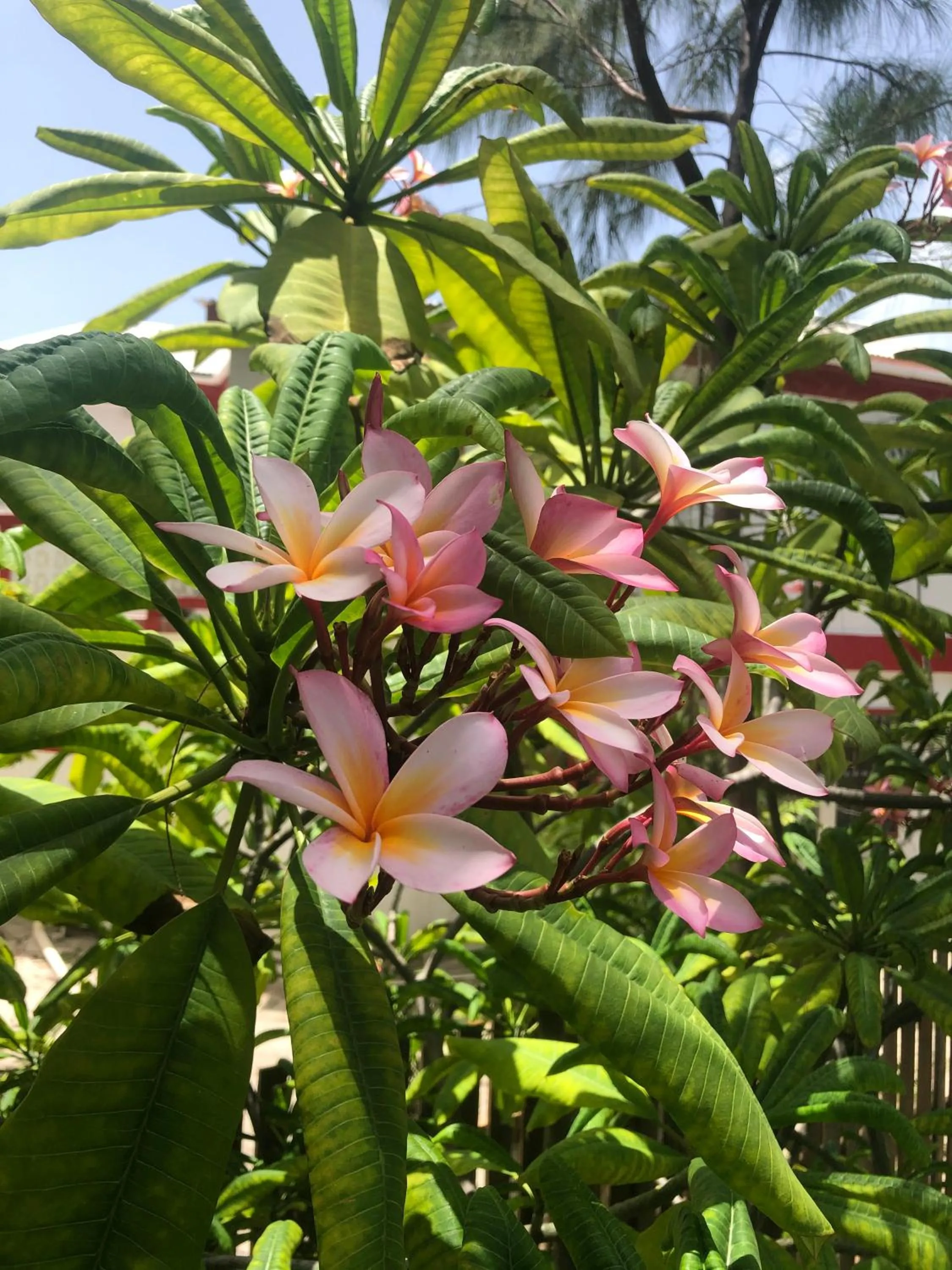 Garden in Belize Budget Suites