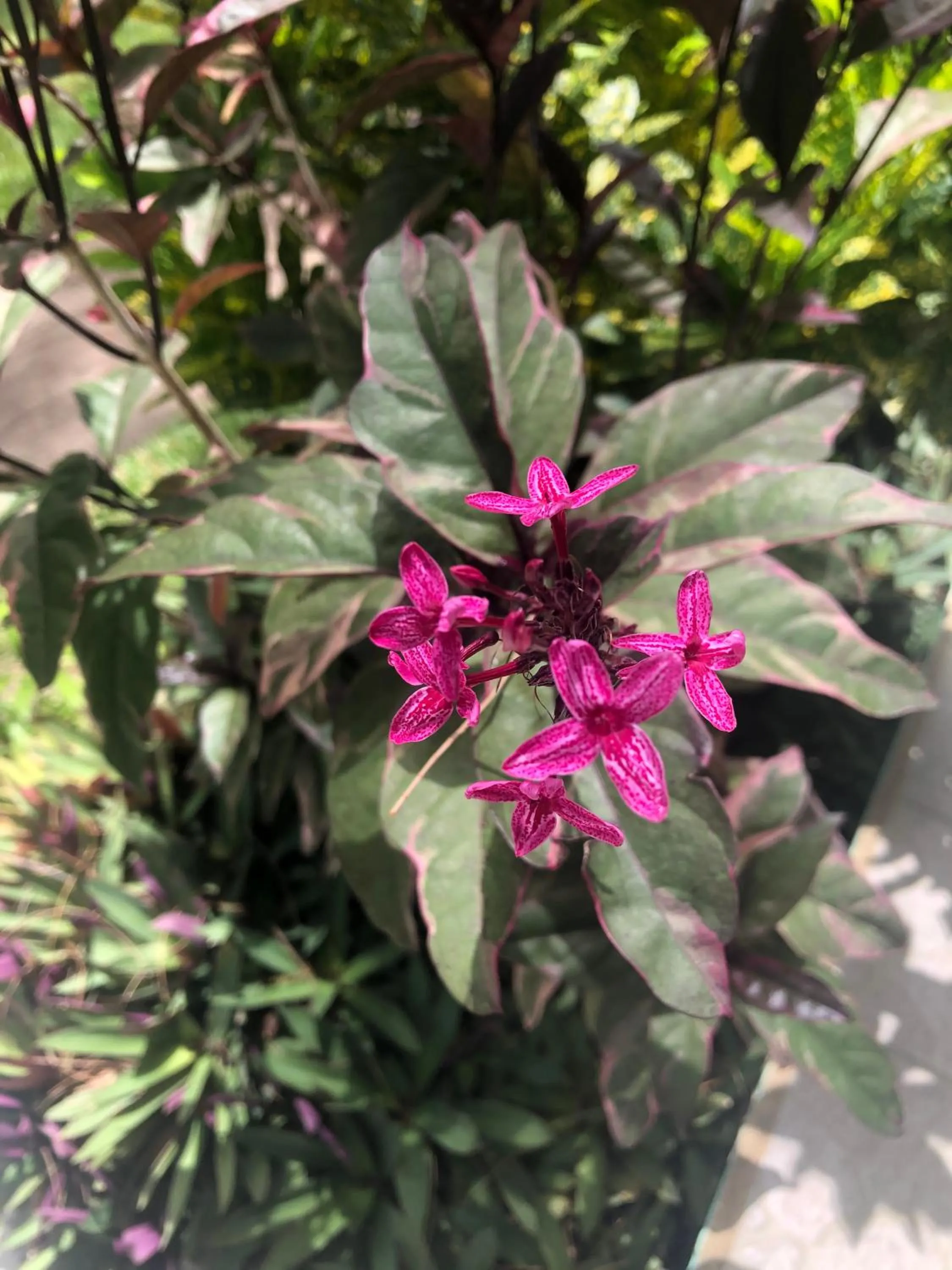 Day in Belize Budget Suites