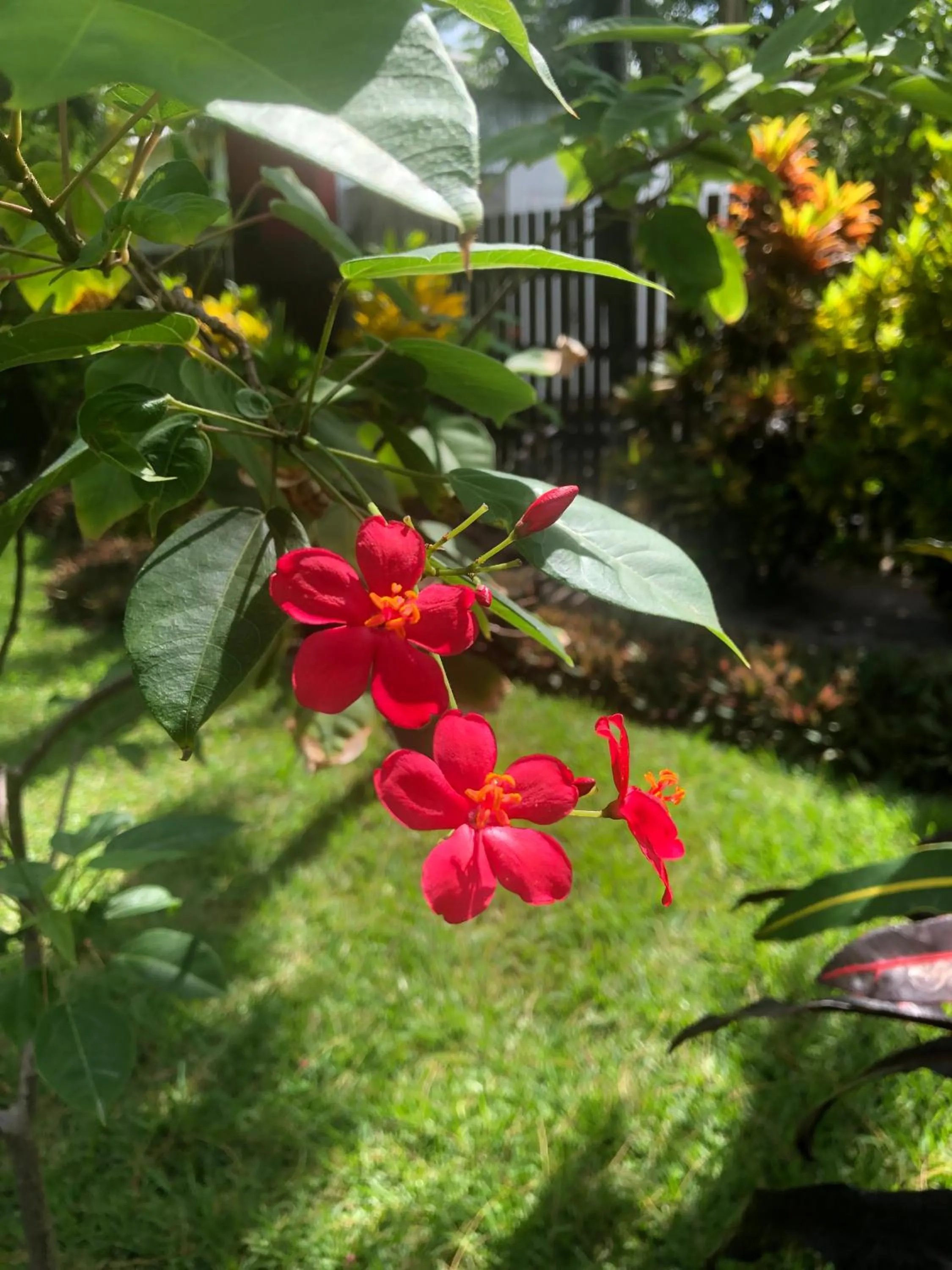 Garden in Belize Budget Suites