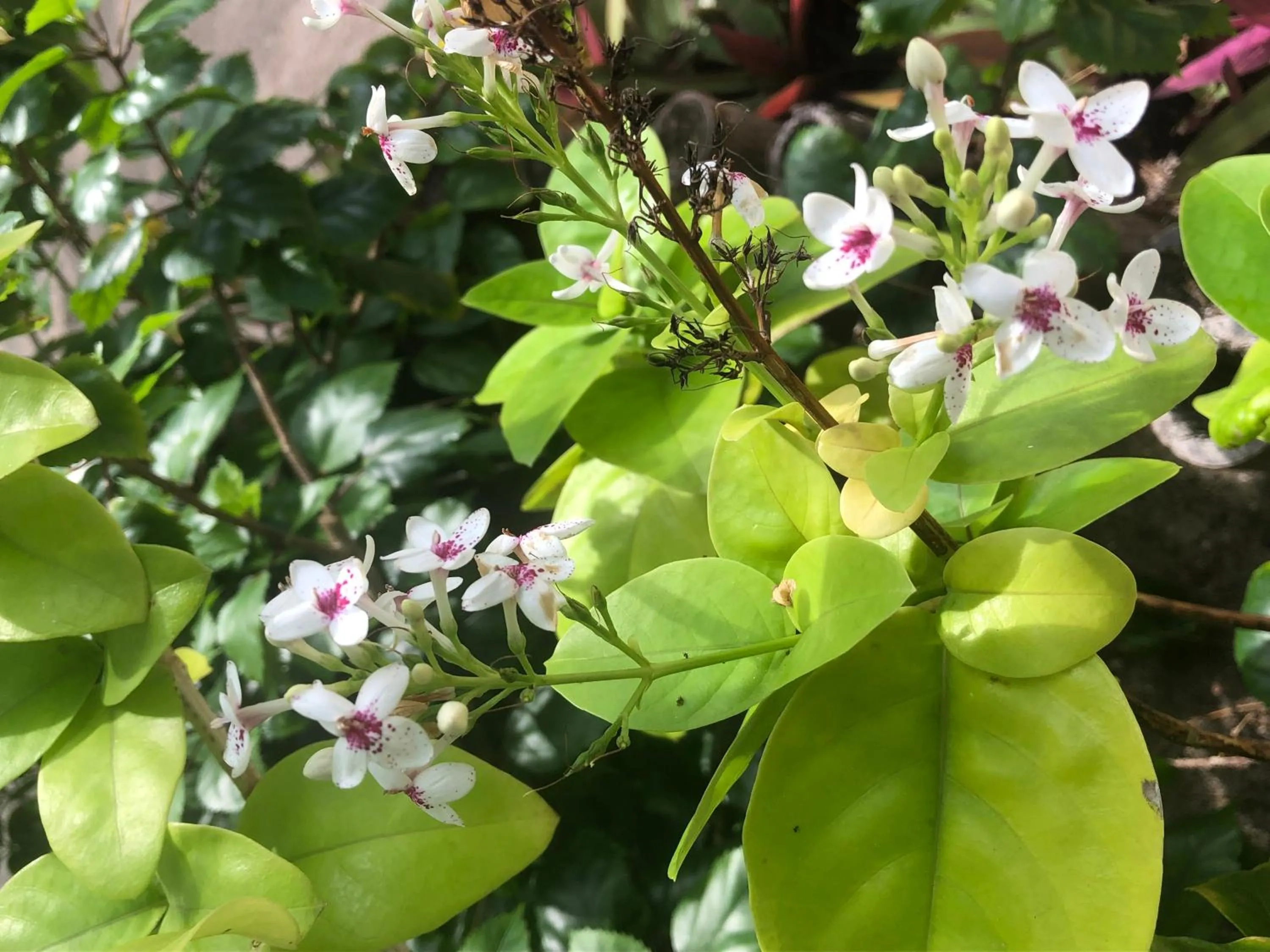 Garden in Belize Budget Suites