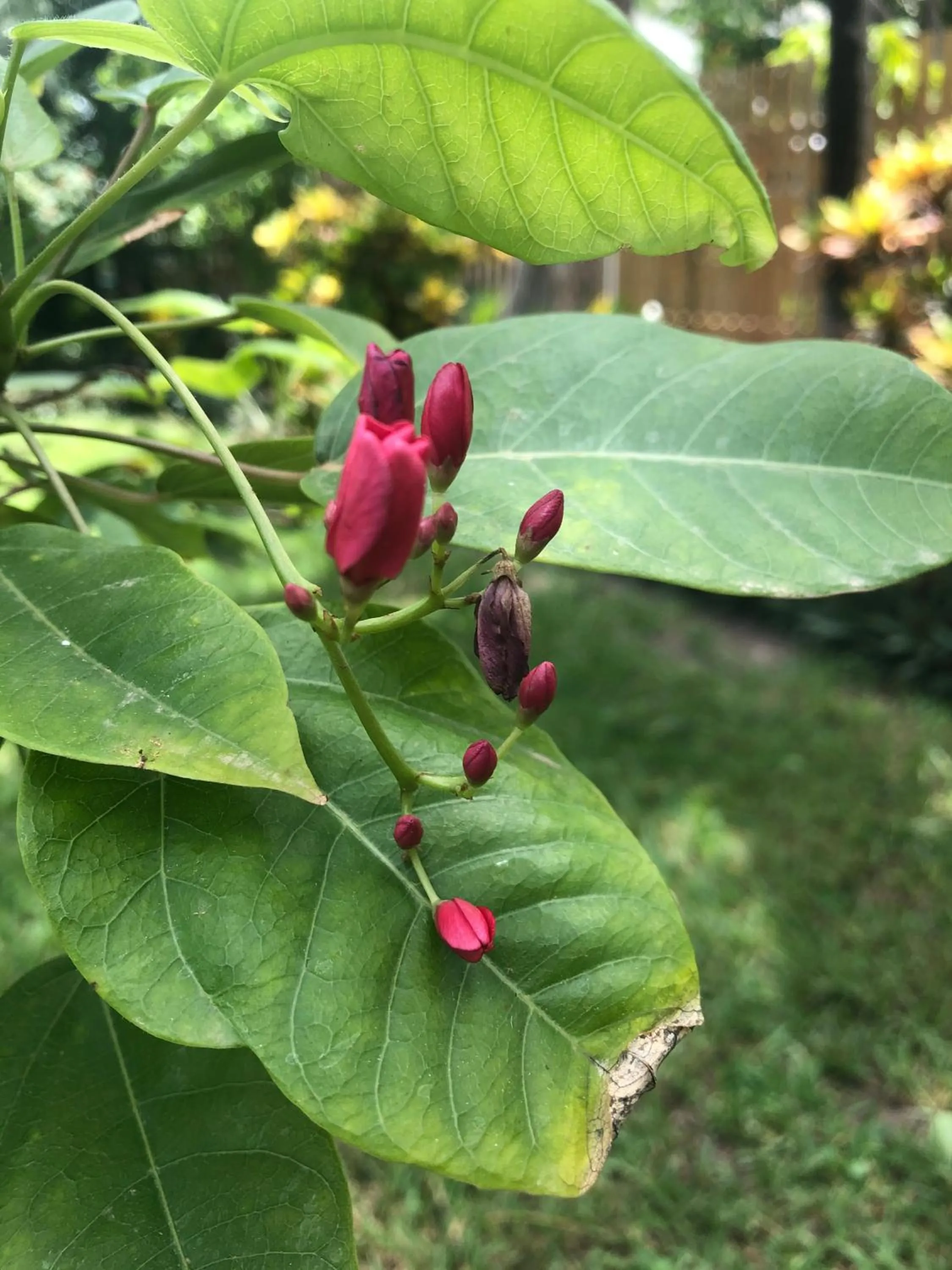 Property building in Belize Budget Suites