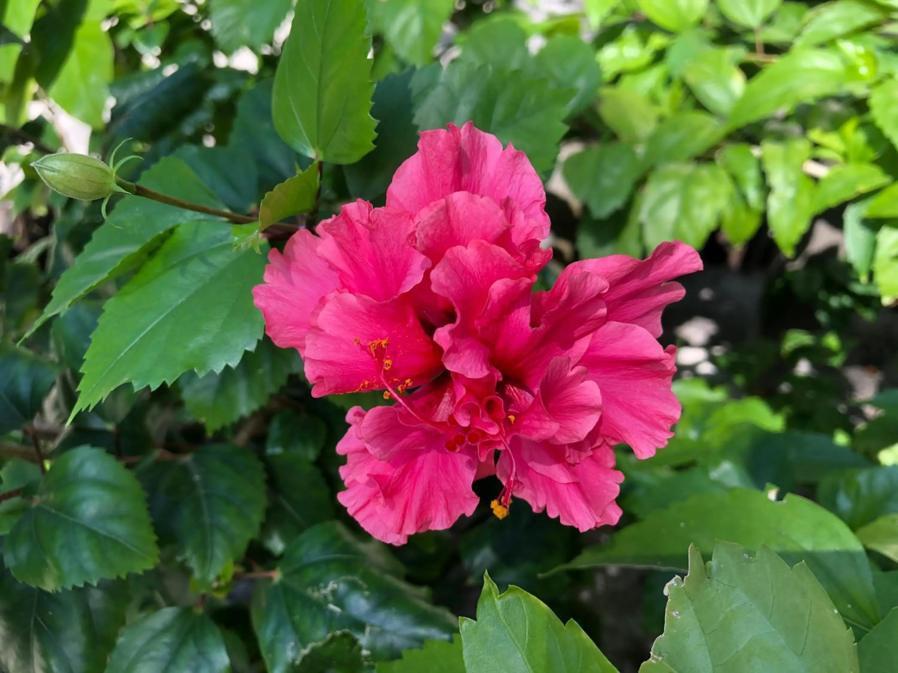 Garden in Belize Budget Suites